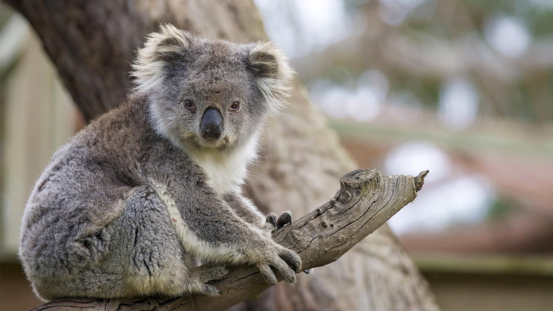 Animal Koala HD Wallpaper