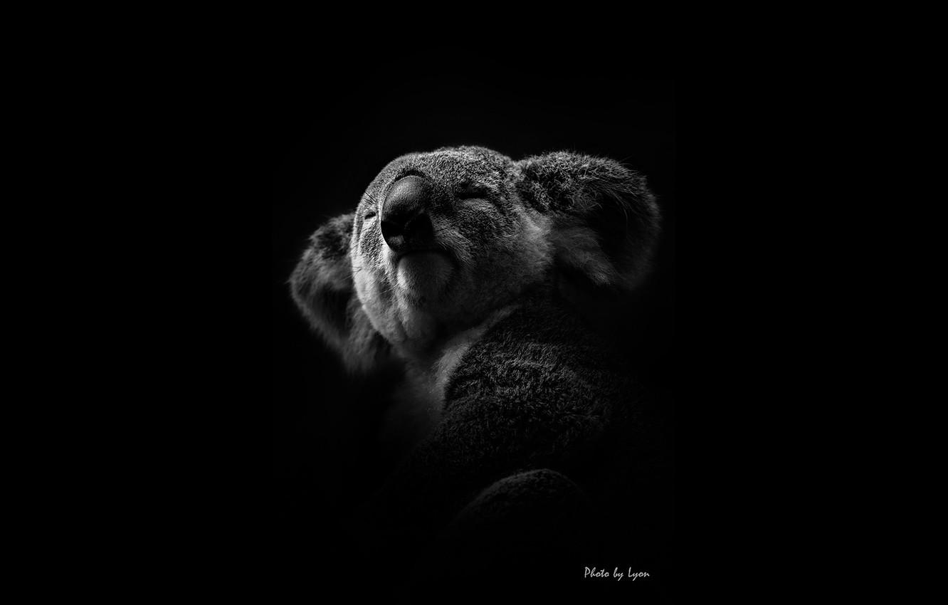 Wallpaper white, black, koala, lyon image for desktop