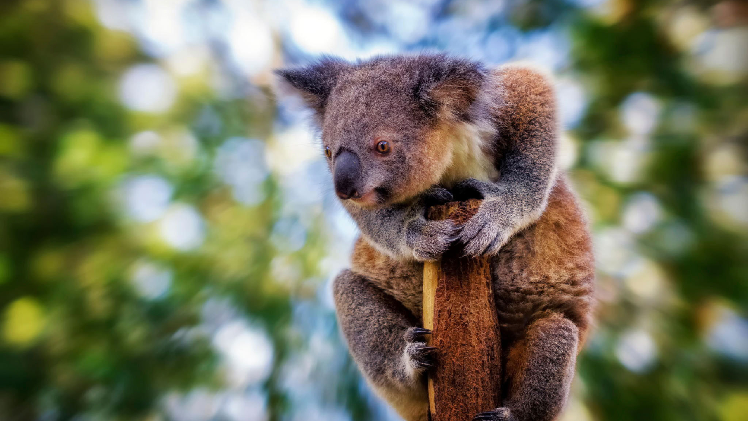 koala, blur, beast 1440P Resolution Wallpaper, HD