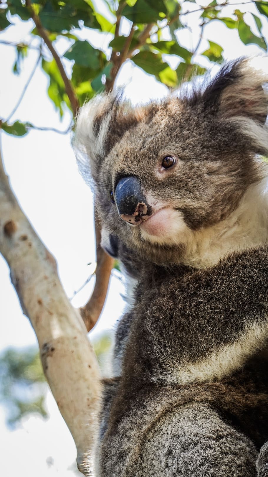 HD wallpaper: gray koala bear on tree, animal, wildlife