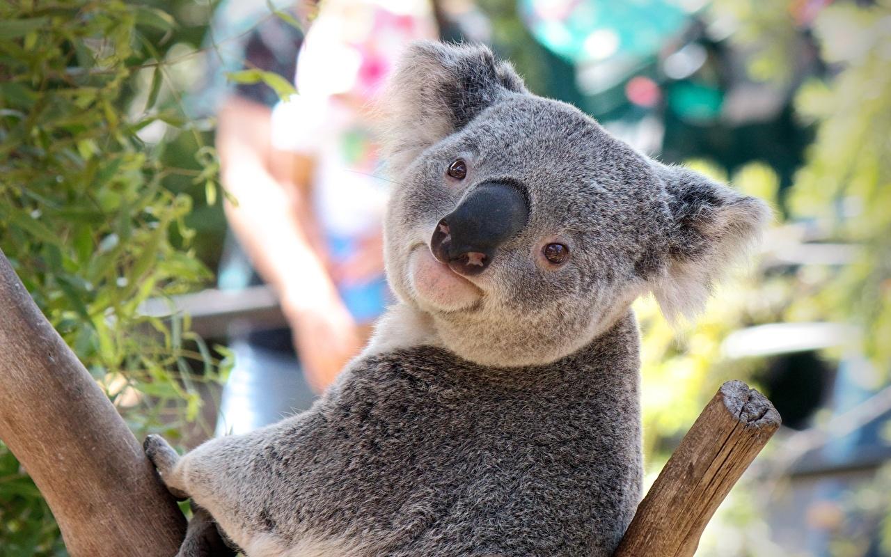 Desktop Wallpaper Koalas bear Animals