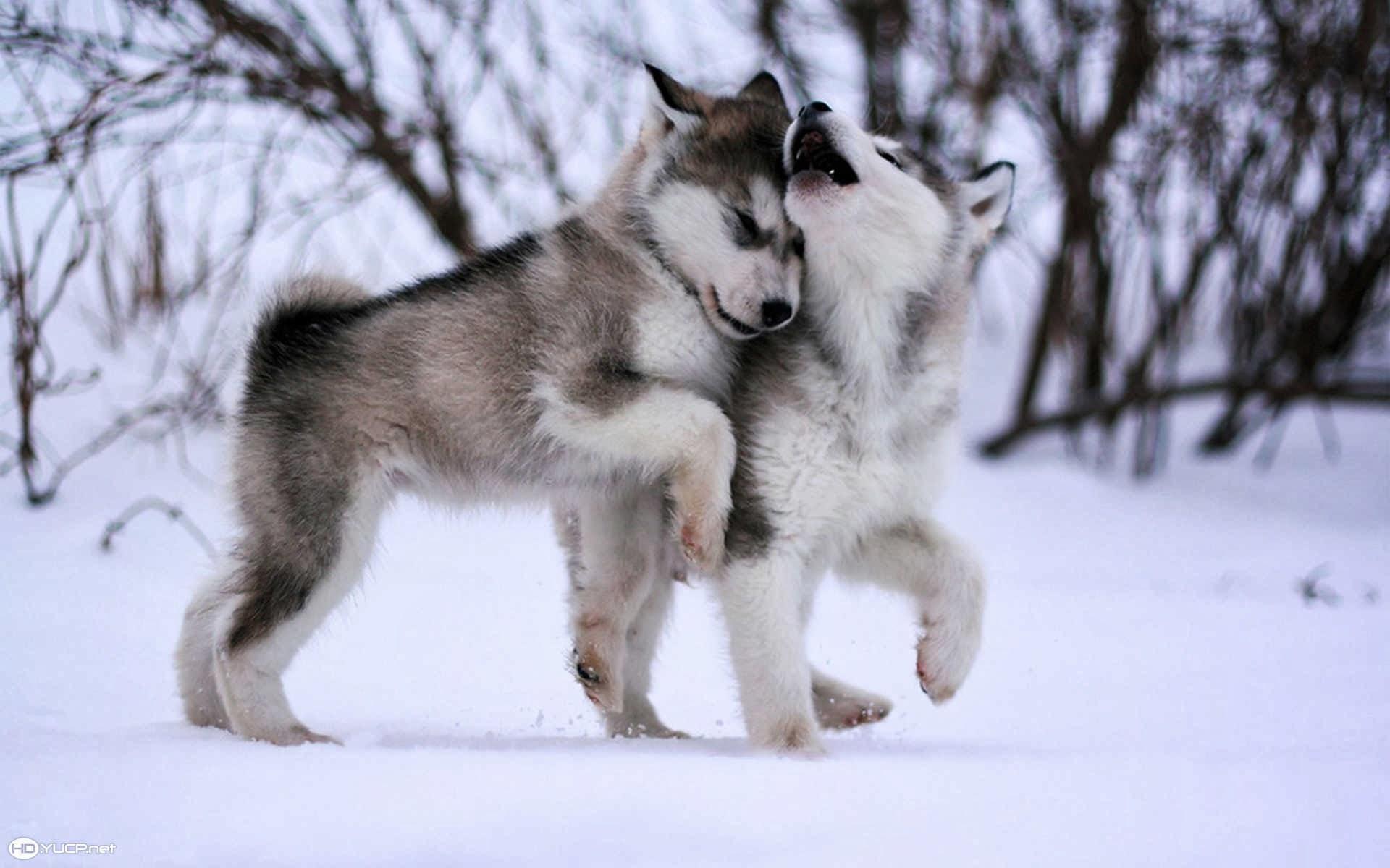 Malamute Wallpaper