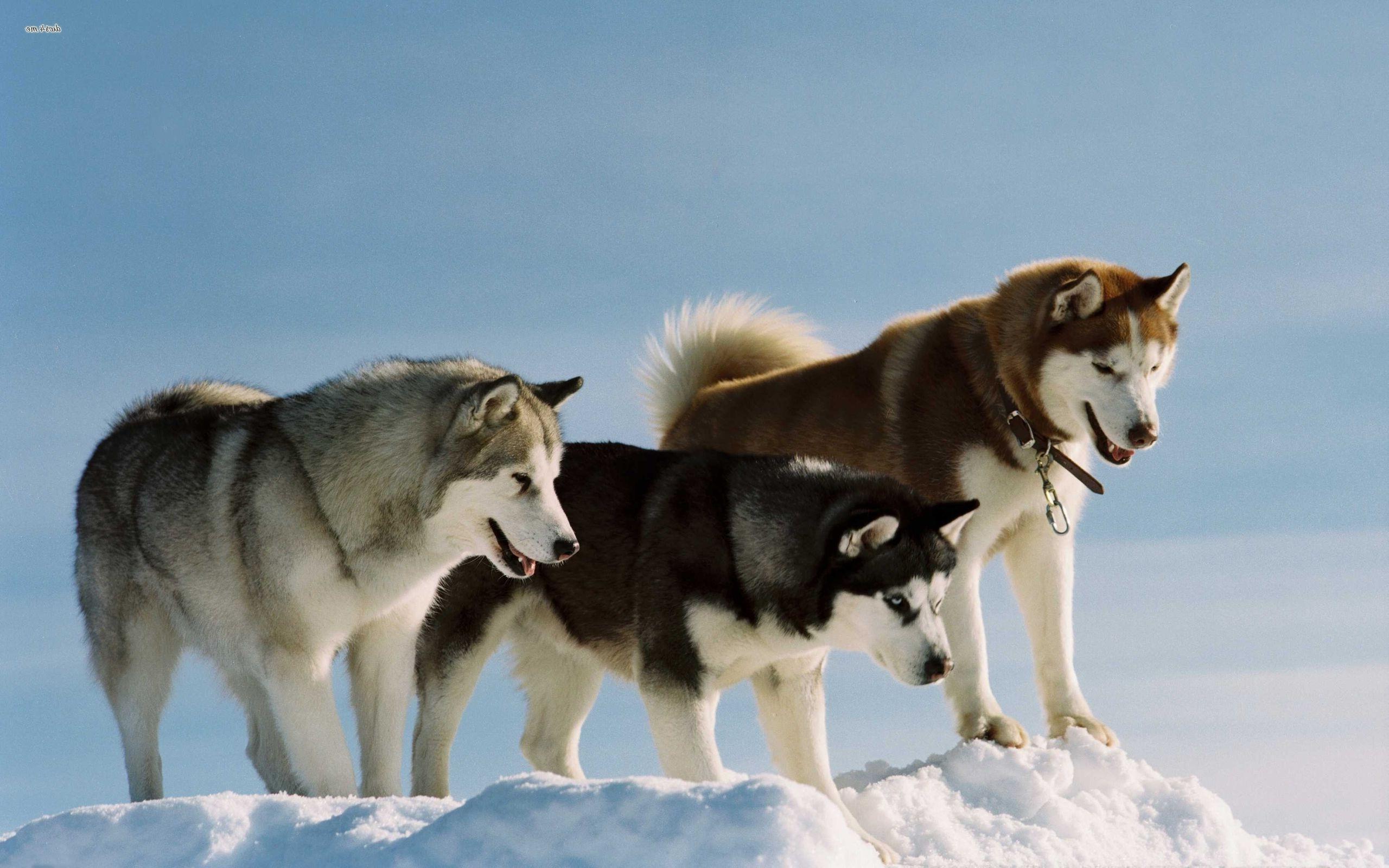dog snow alaskan malamute wallpaper and background. Animal