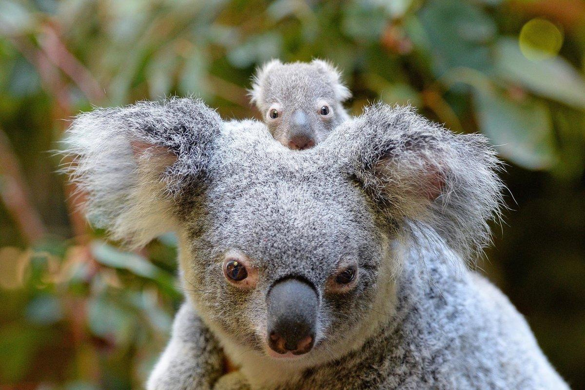 Baby Koala Wallpaper Australia Koala, HD Wallpaper
