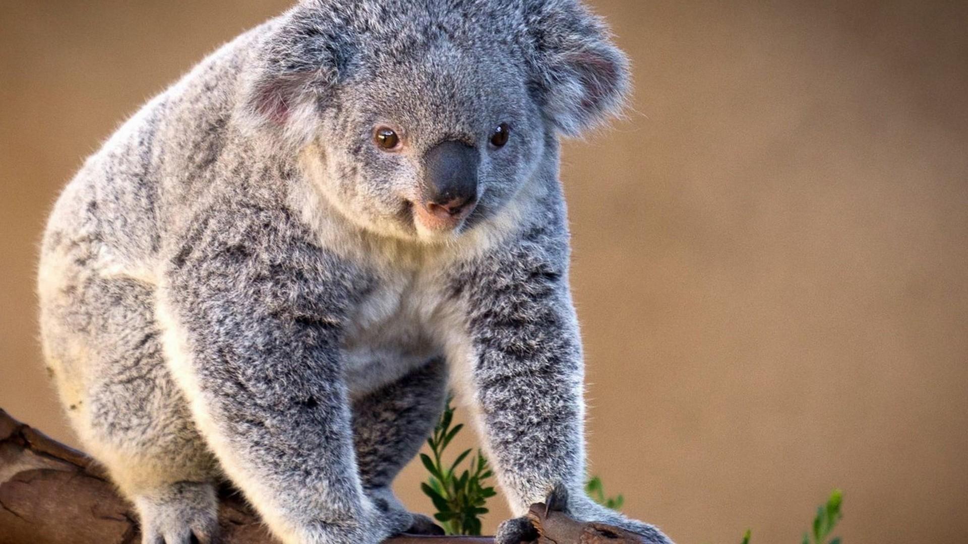 Koala Bear Wallpaper