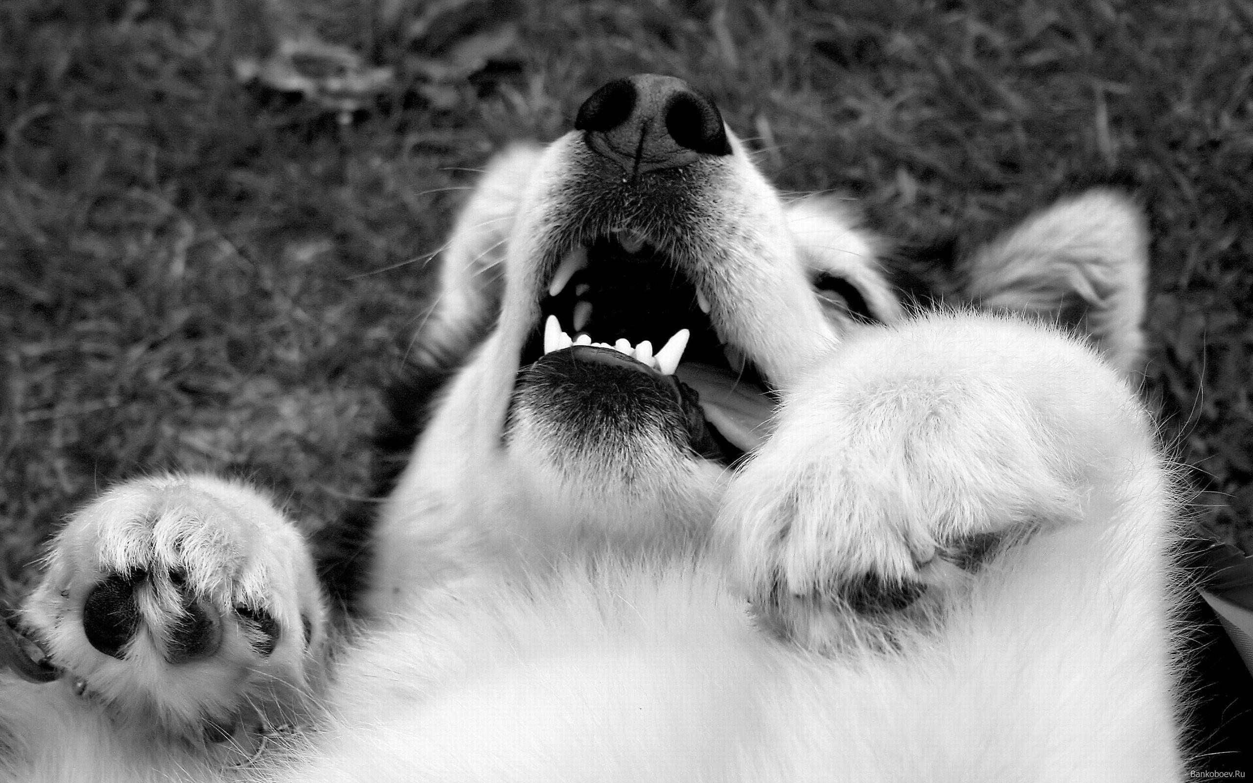 Alaskan Malamute HD Wallpaperwallpaper.net