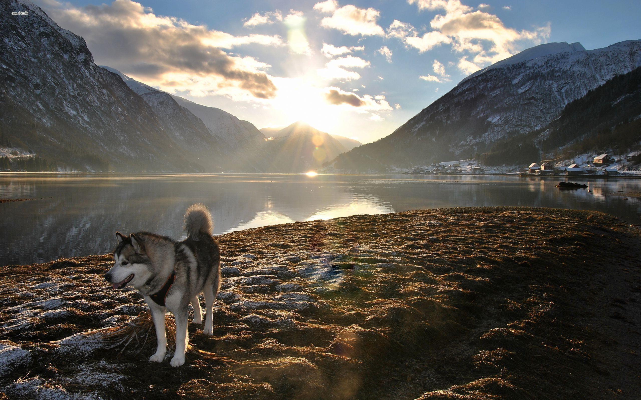 mountain, Dog, Landscape, Alaskan Malamute, Nature, Lens
