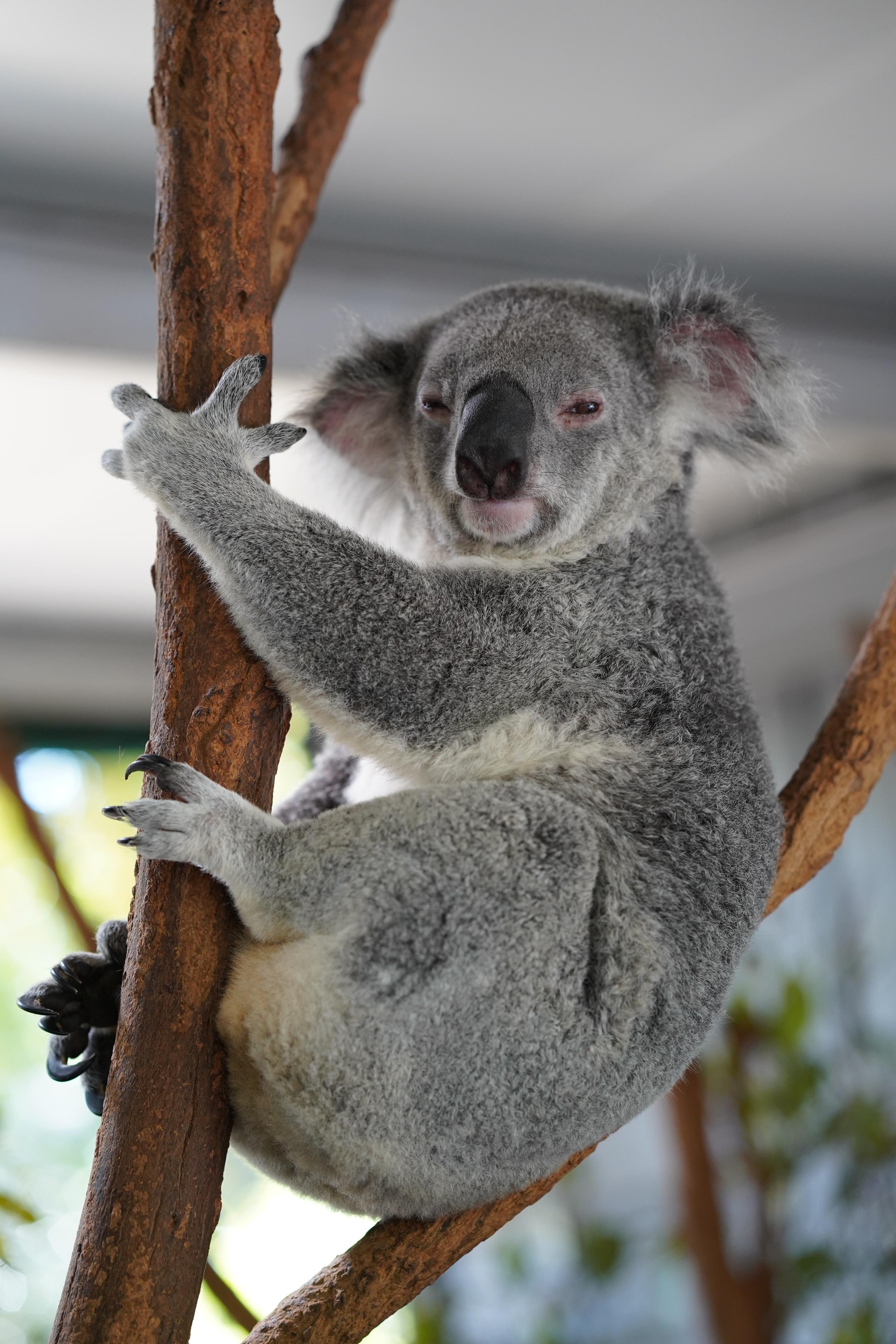 Koala Picture. Download Free Image