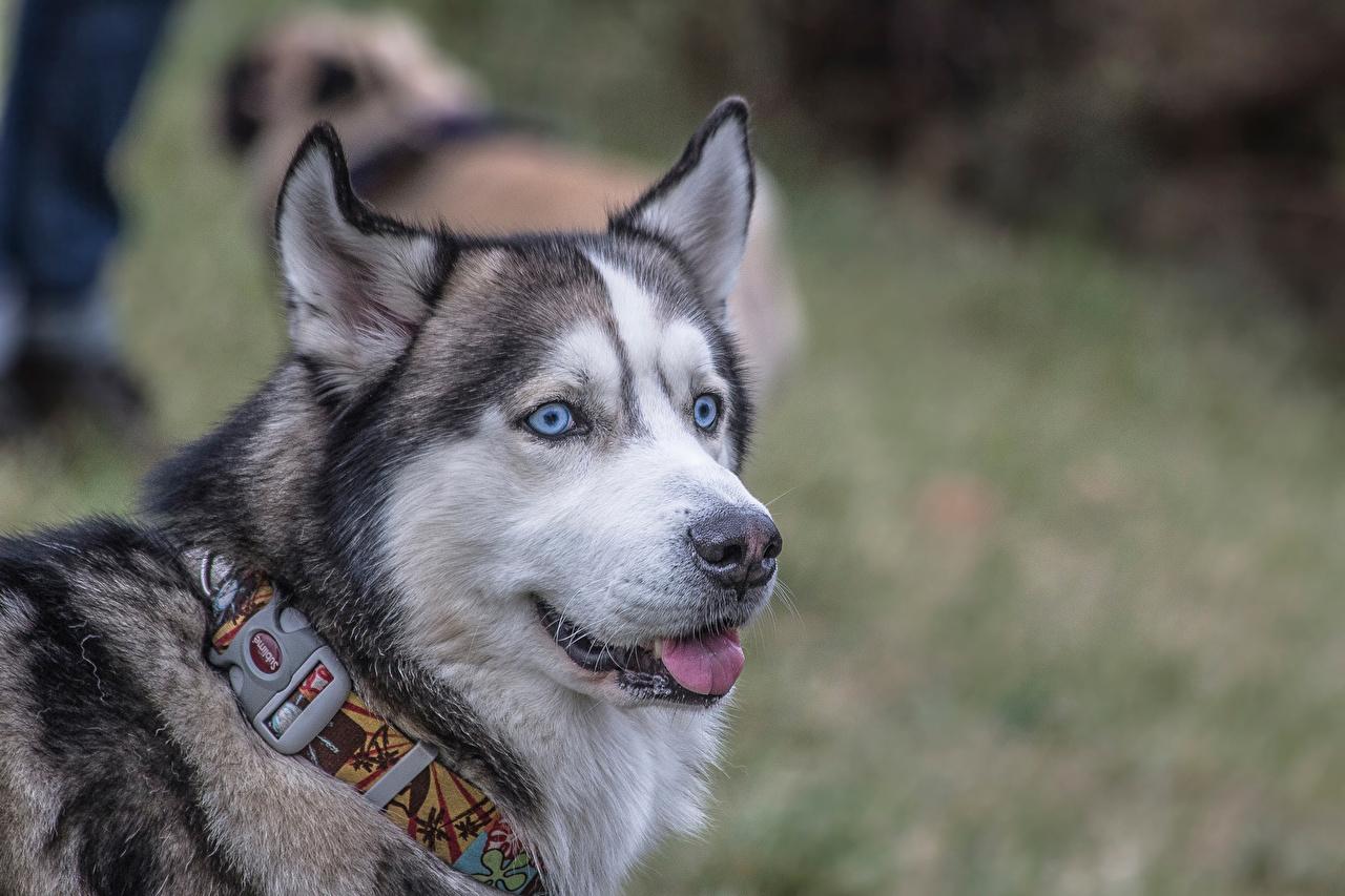 Desktop Wallpaper Husky Alaskan Malamute dog Animals