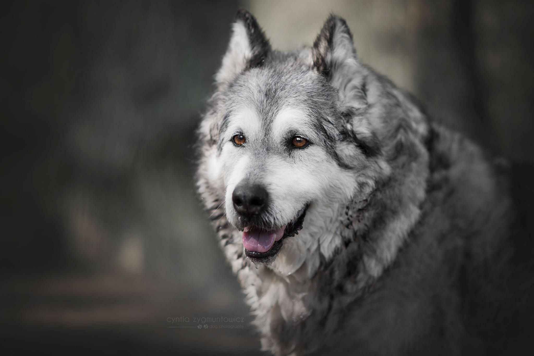 Alaskan Malamute Wallpaper HD River Husky