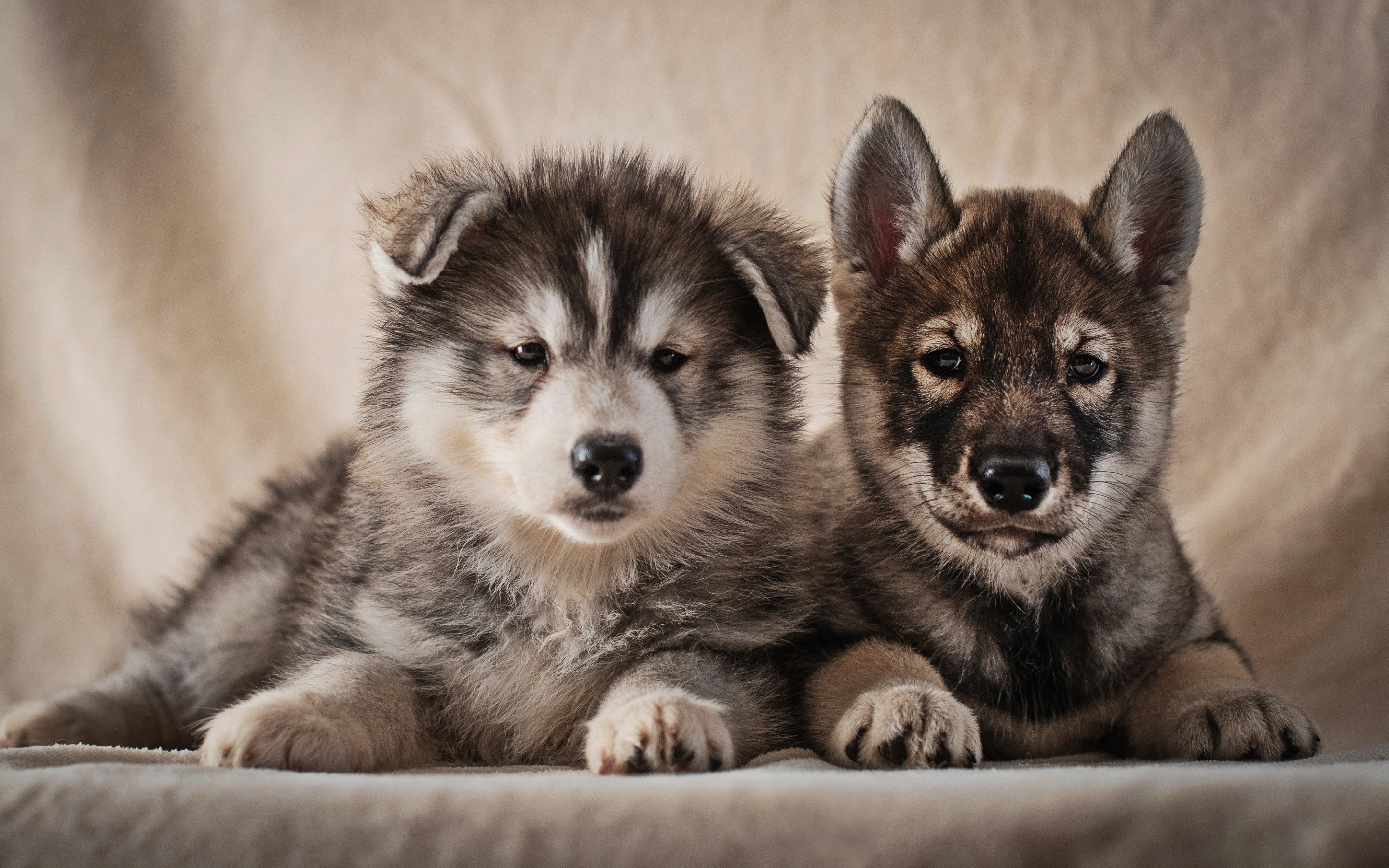 Download wallpaper Alaskan Malamute, cute dogs, pets