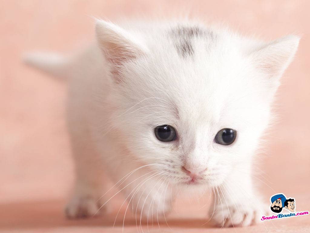 Free download cutest thing ever Cats Picture [1024x768] for your Desktop, Mobile & Tablet. Explore The Cutest Wallpaper Ever. Cutest Wallpaper, Cute Wallpaper for Teens
