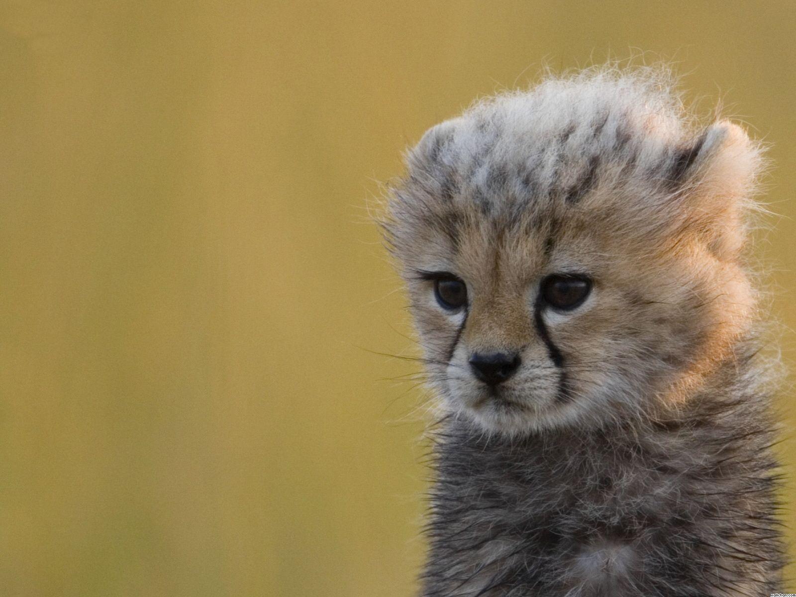 I want a baby chettah, its so cute. Baby animals picture