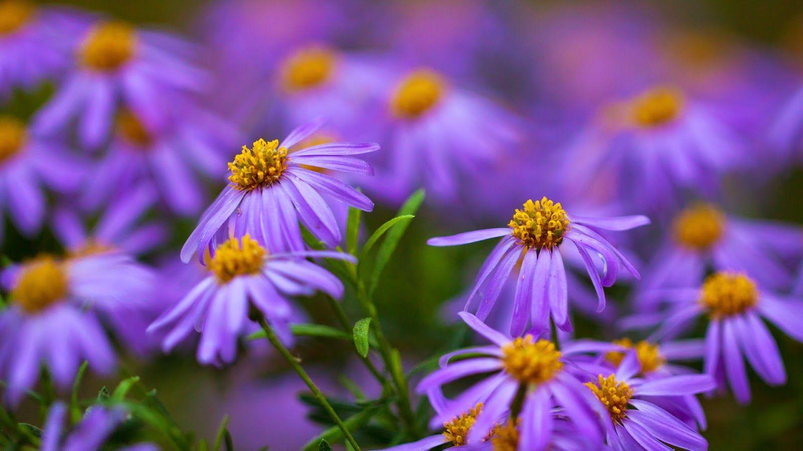 Gambar Bunga Warna Purple Ungu Violet. Gambar