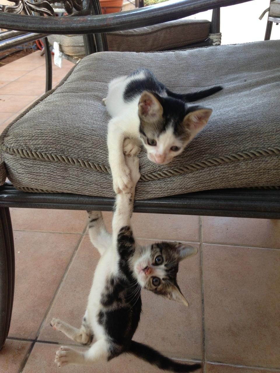 These Kittens Reenacting The Lion King Is The Cutest Thing
