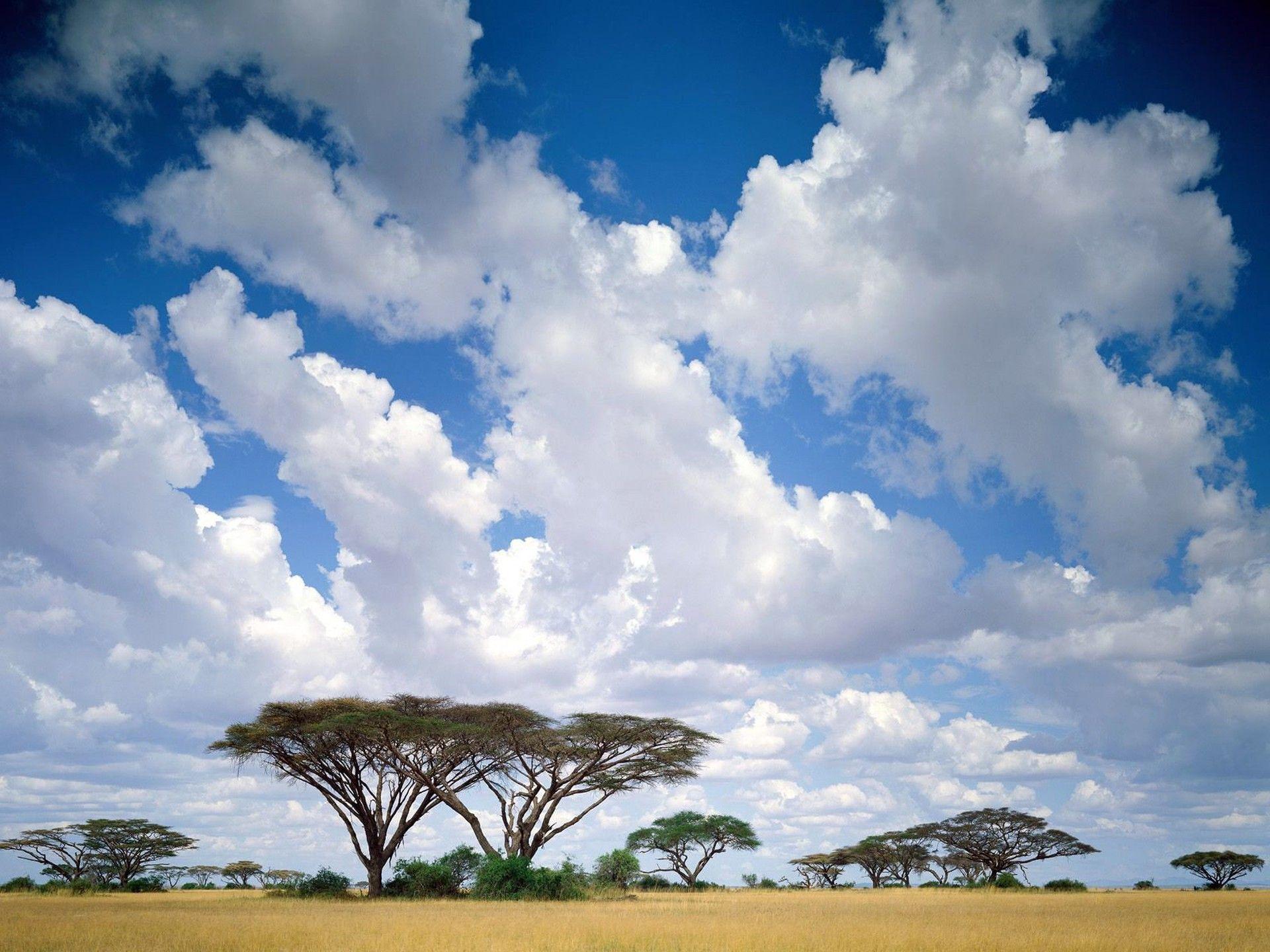 Nature: Masai Mara Game Reserve, Kenya, desktop wallpaper nr