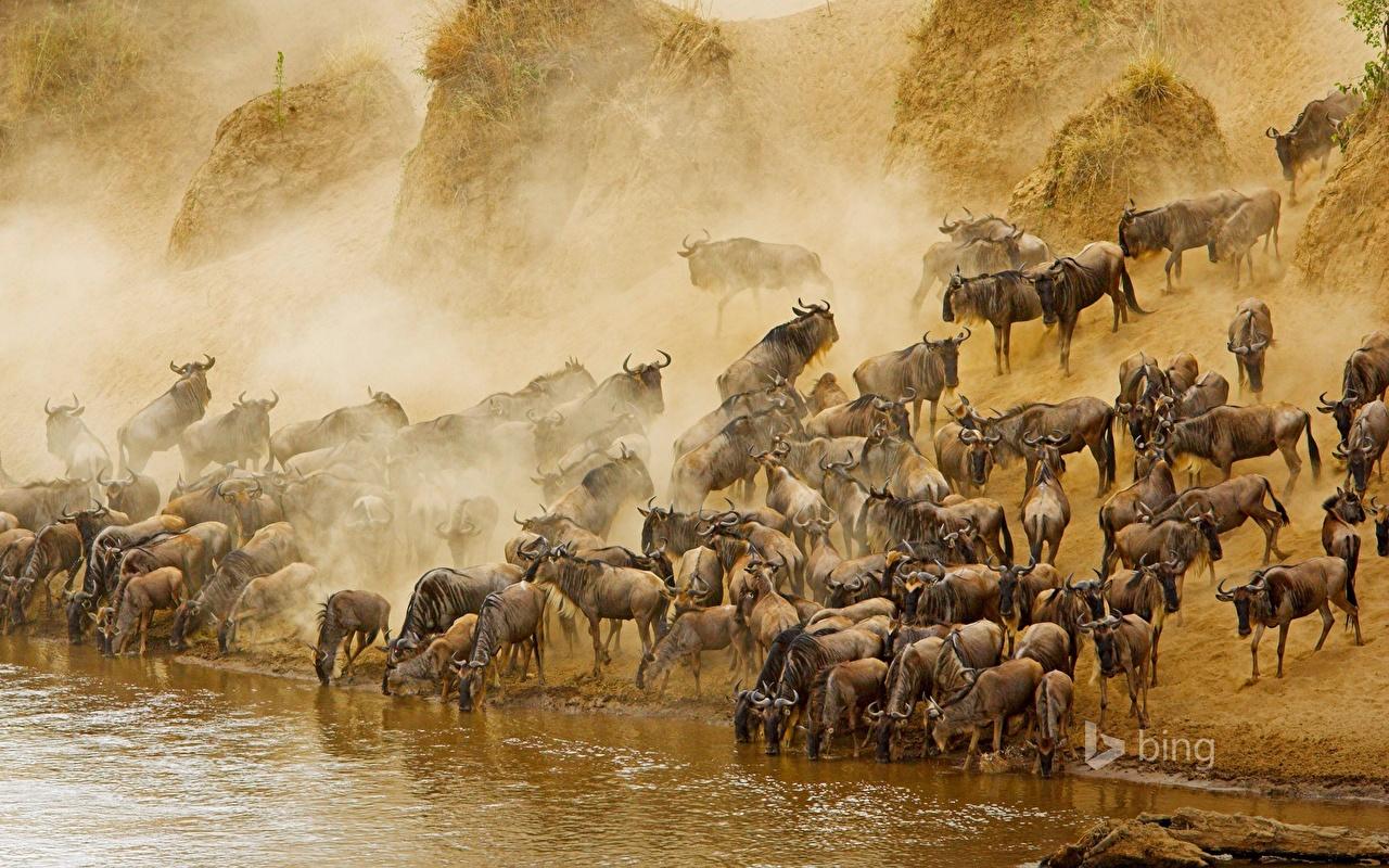 Picture animal Antelope Masai Mara National Reserve Herd Many