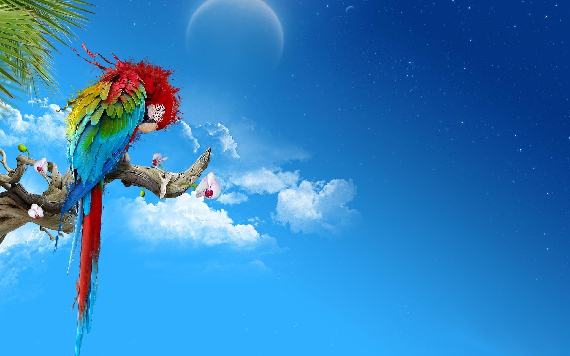 parrot os background