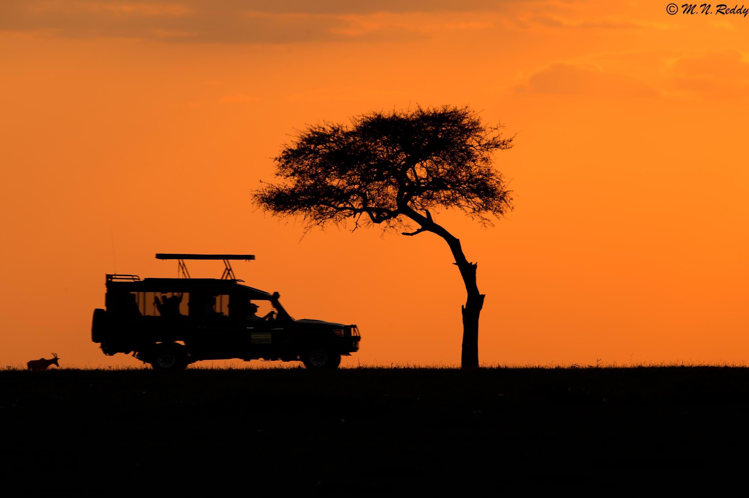 Maasai Mara National Reserve. Silhouette image, Wildlife