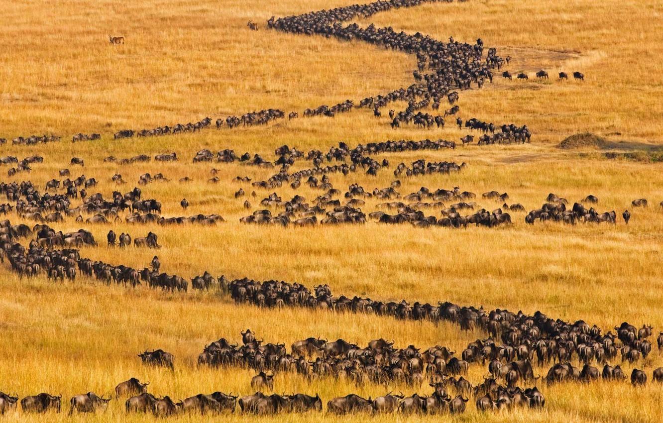 Wallpaper Africa, Kenya, antelope, migration, Masai Mara, blue wildebeest image for desktop, section животные