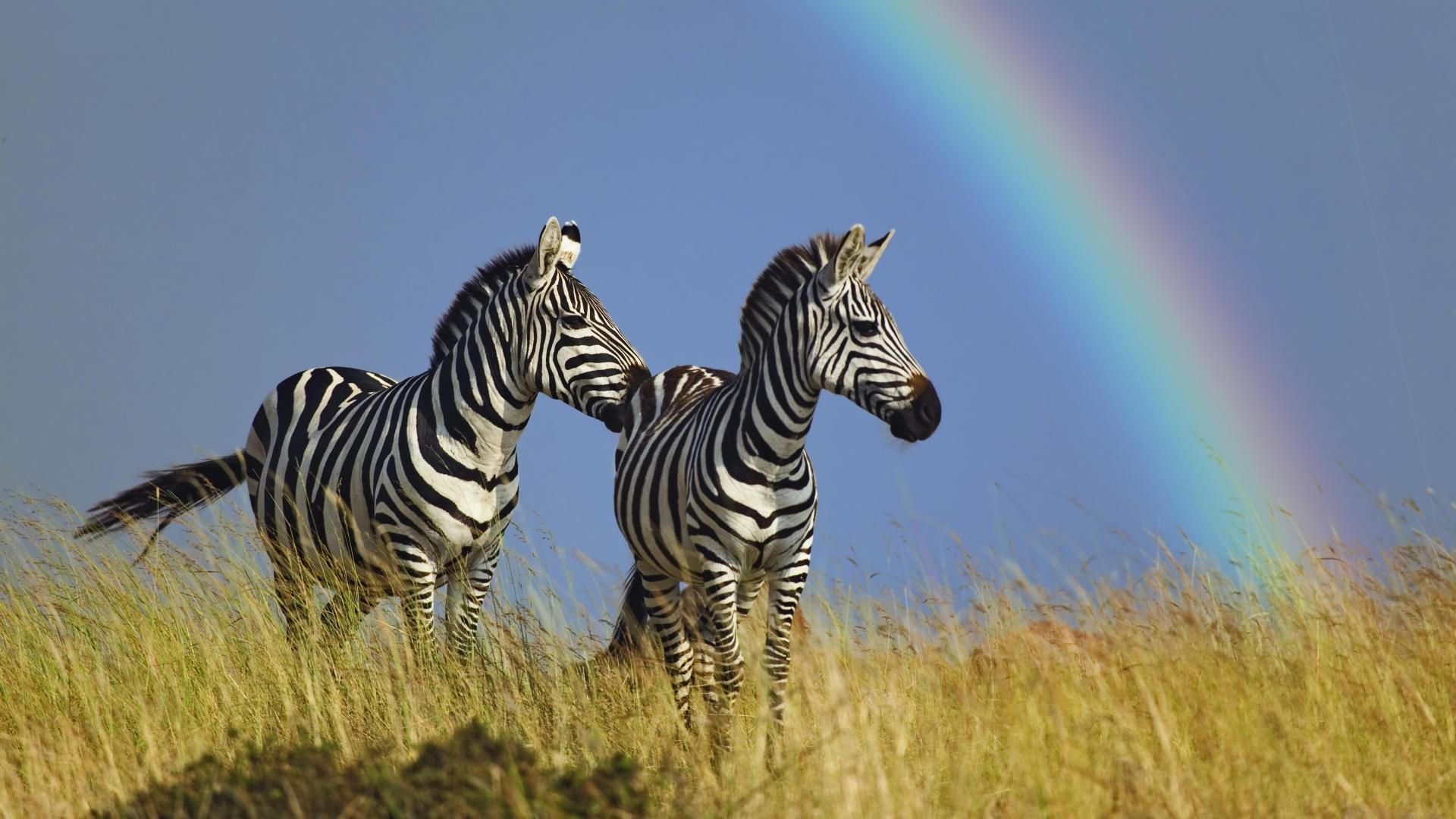 Pair Of Burchell's Zebras And Rainbow Masai Mara, Kenya