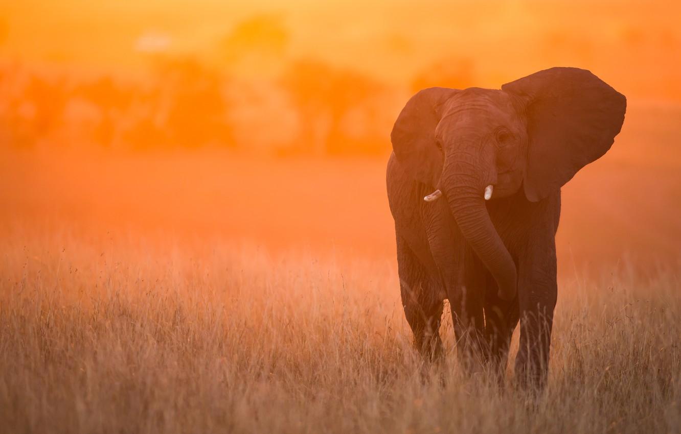 Wallpaper sunset, elephant, Kenya, Masai Mara image