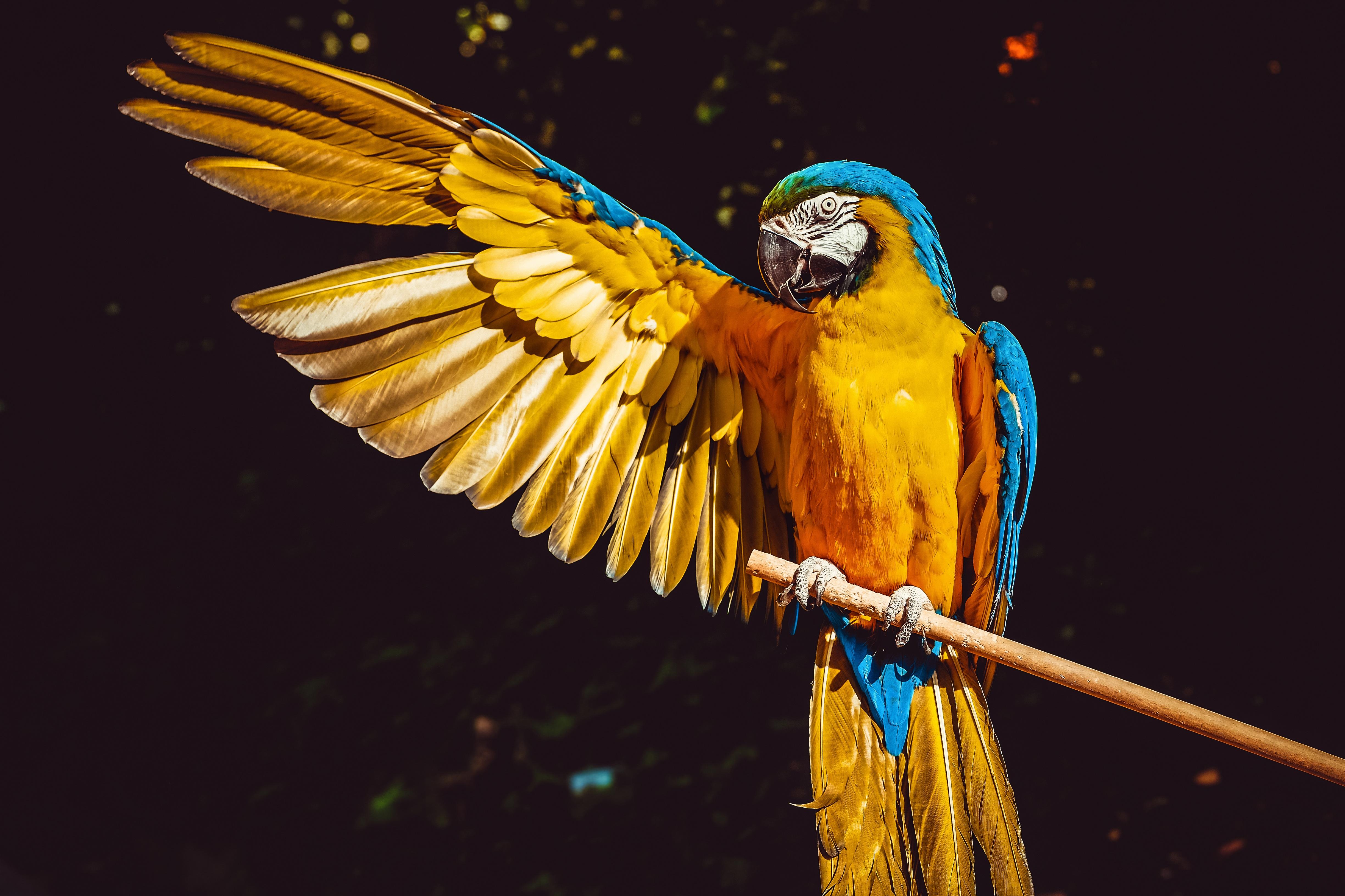 #macaw, #parrot, #birds, #hd, k, k. Animals