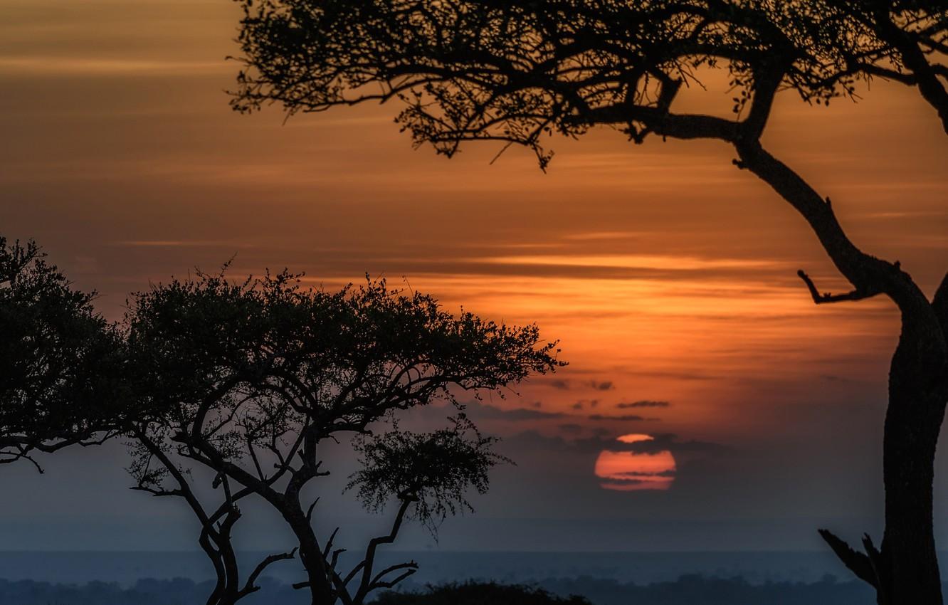 Wallpaper the sun, trees, sunset, Africa, Kenya, reserve