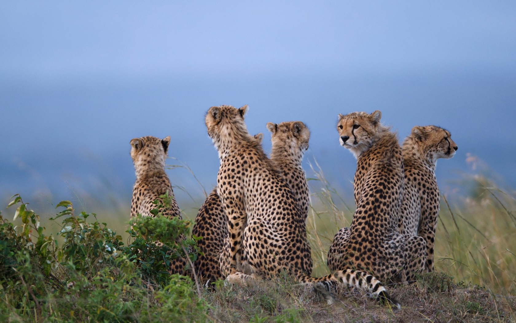 Free download Cheetahs sitting in savannah field Maasai Mara