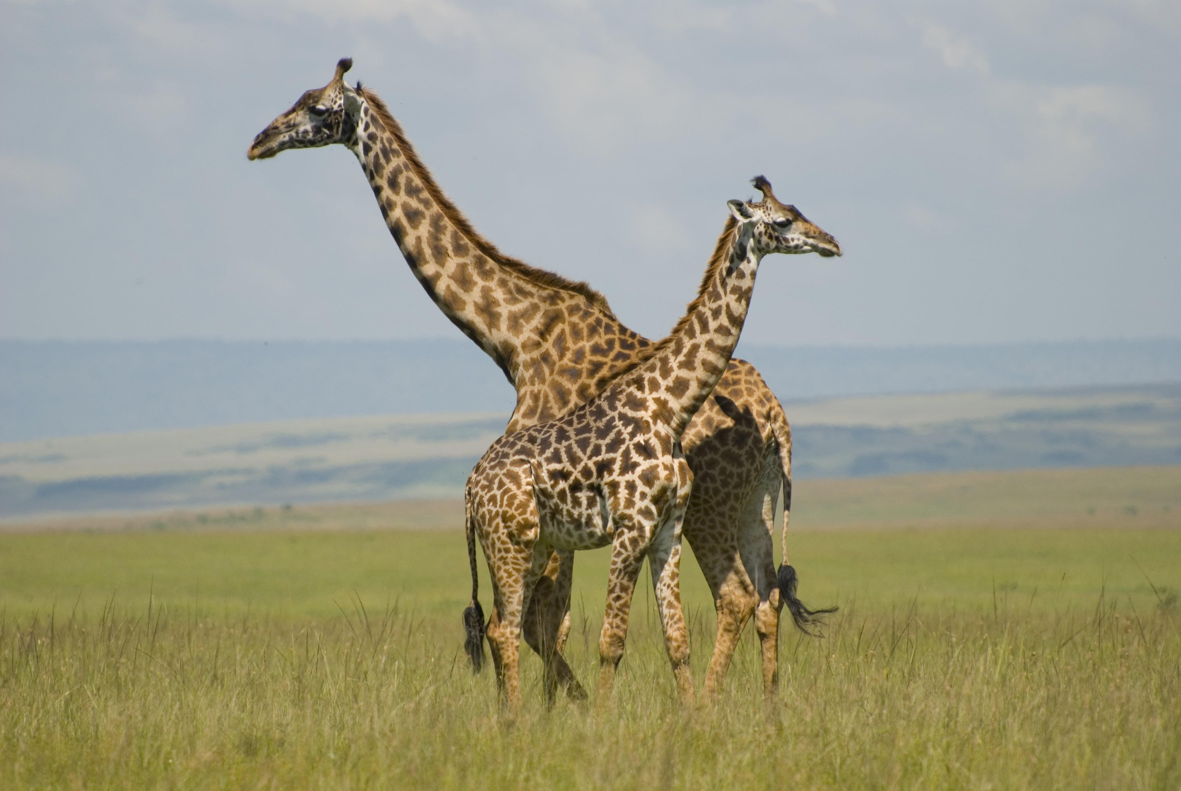 Two Giraffe in grass field, giraffes, masai mara, kenya HD