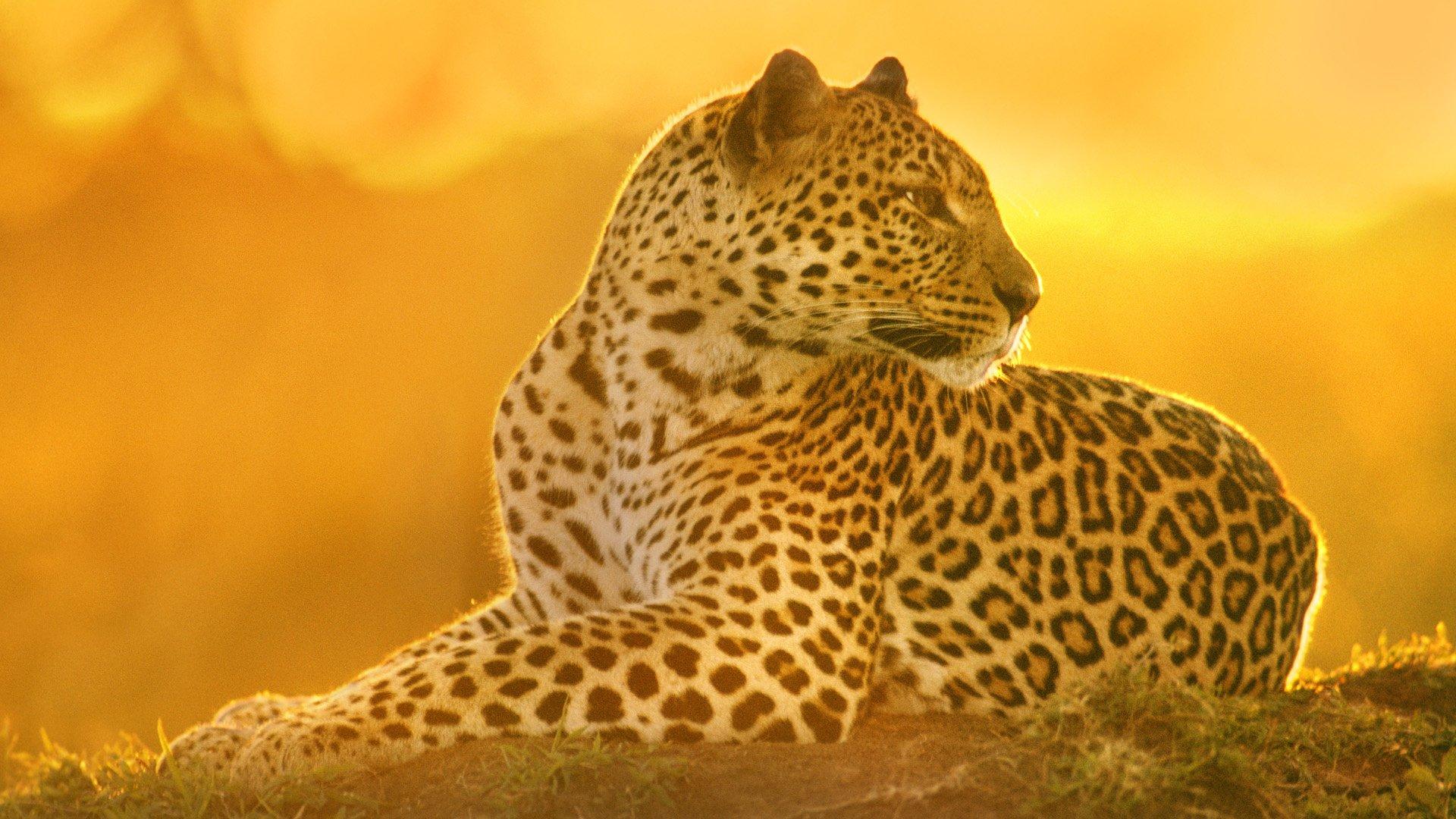 Leopardess at Sunset, Maasai Mara, Kenya HD Wallpaper