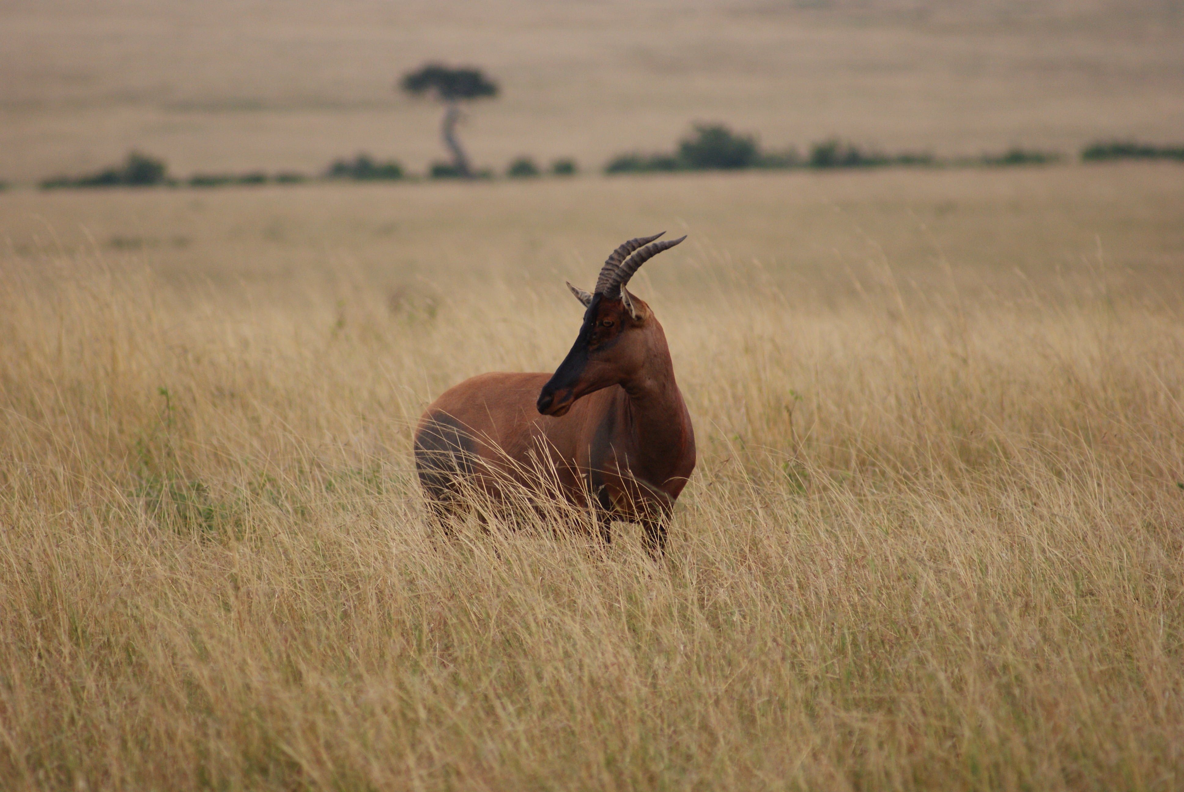 Brown four legged animal on green grass, topi, masai mara