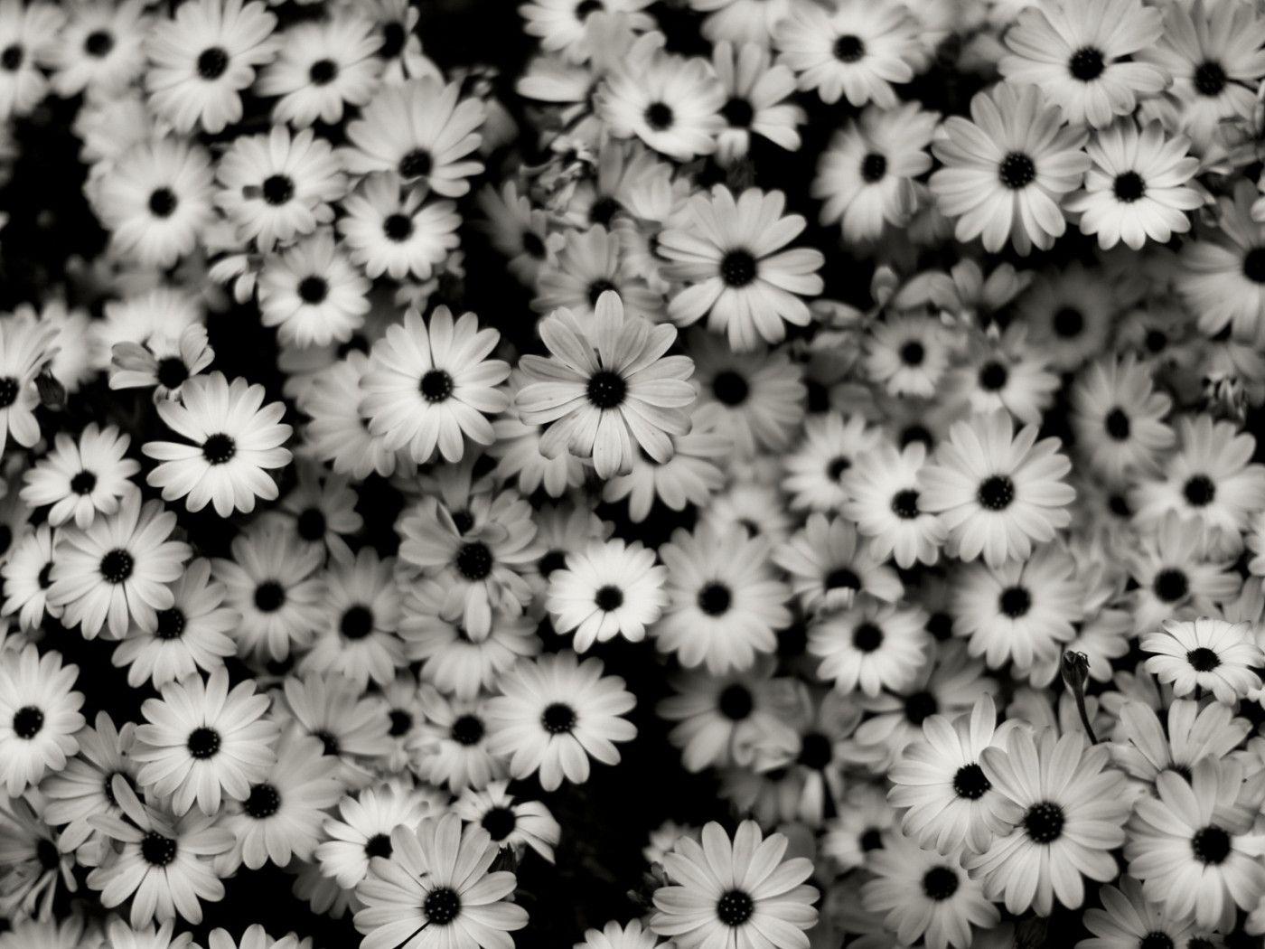 picture of black and white flowers