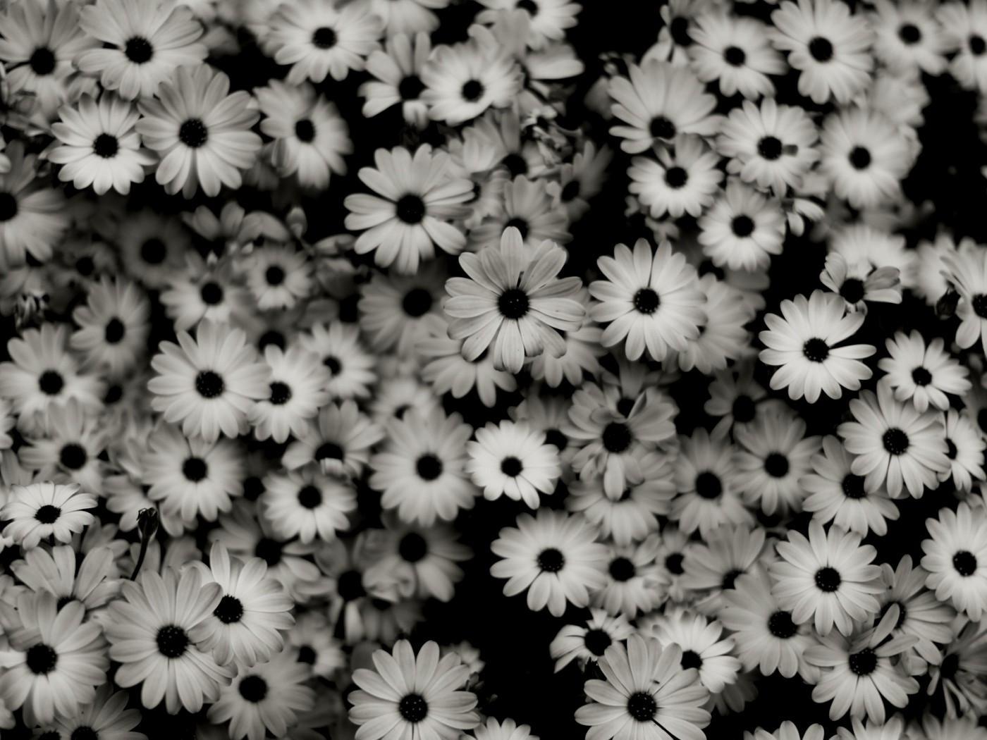 Black And White Flower Background Wallpaper