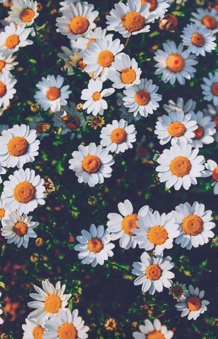 white daisies #flowers. Beautiful flowers wallpaper, Plant wallpaper, Sunflower wallpaper