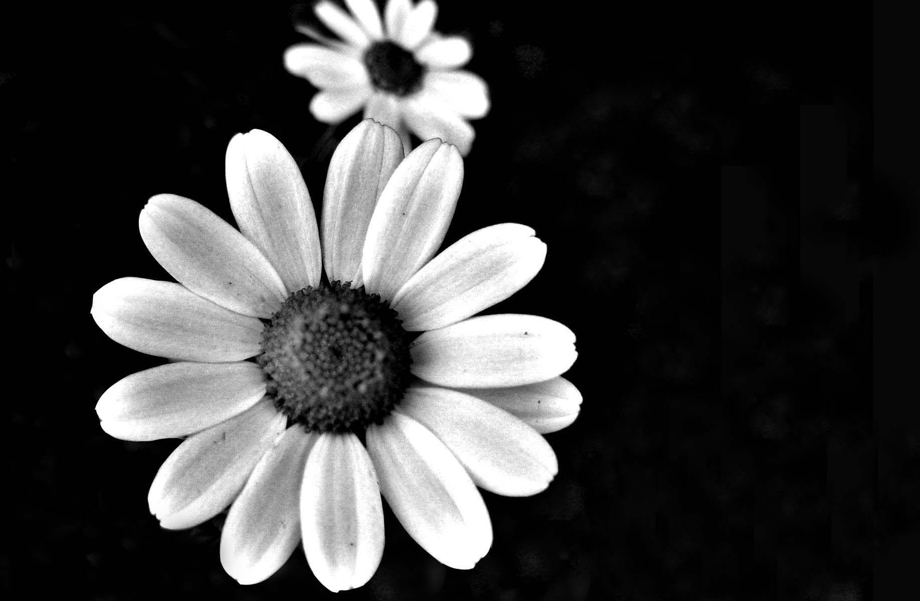 black and white daisies. Black, white flowers, Black, white