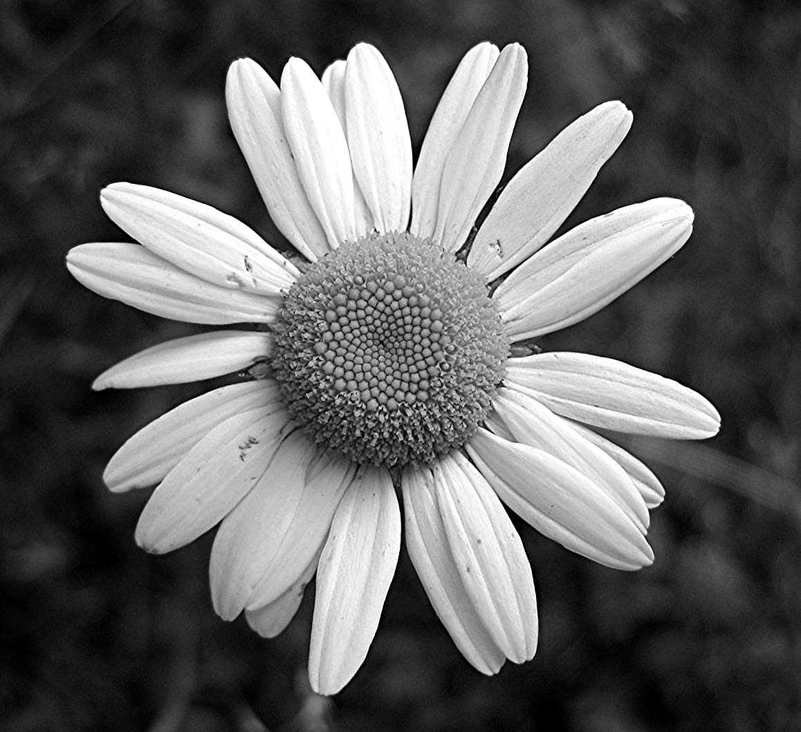 Black And White Daisy Tumblr Wallpapers - Wallpaper Cave