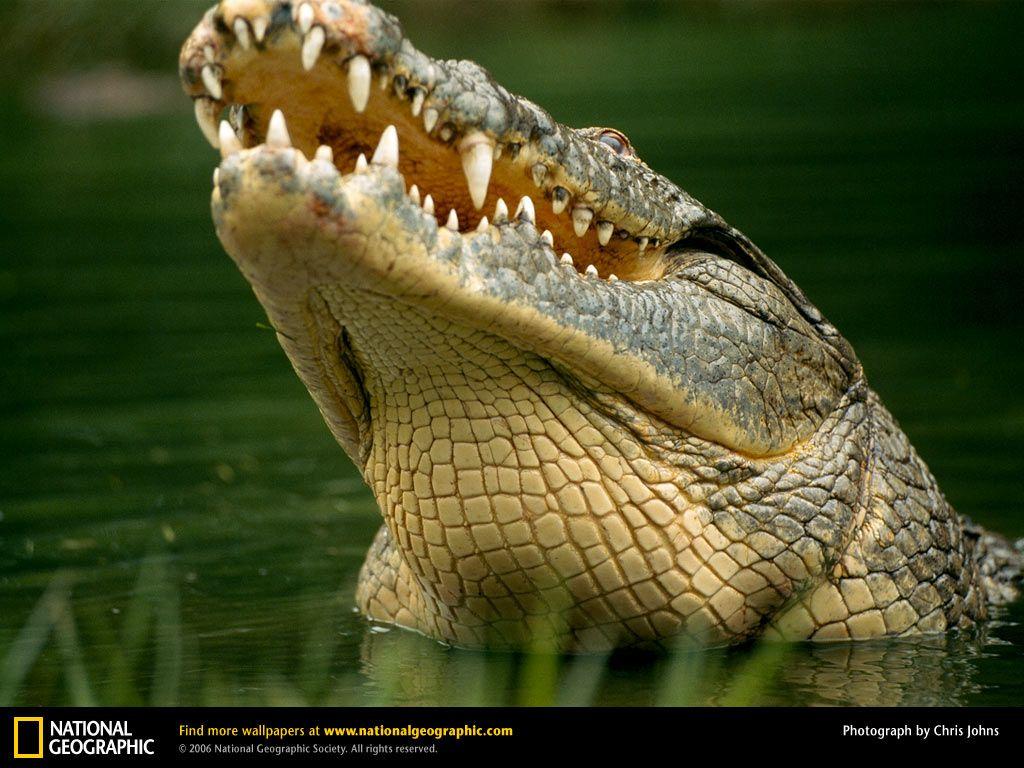 Crocodile Picture, Crocodile Desktop Wallpaper, Free Wallpaper