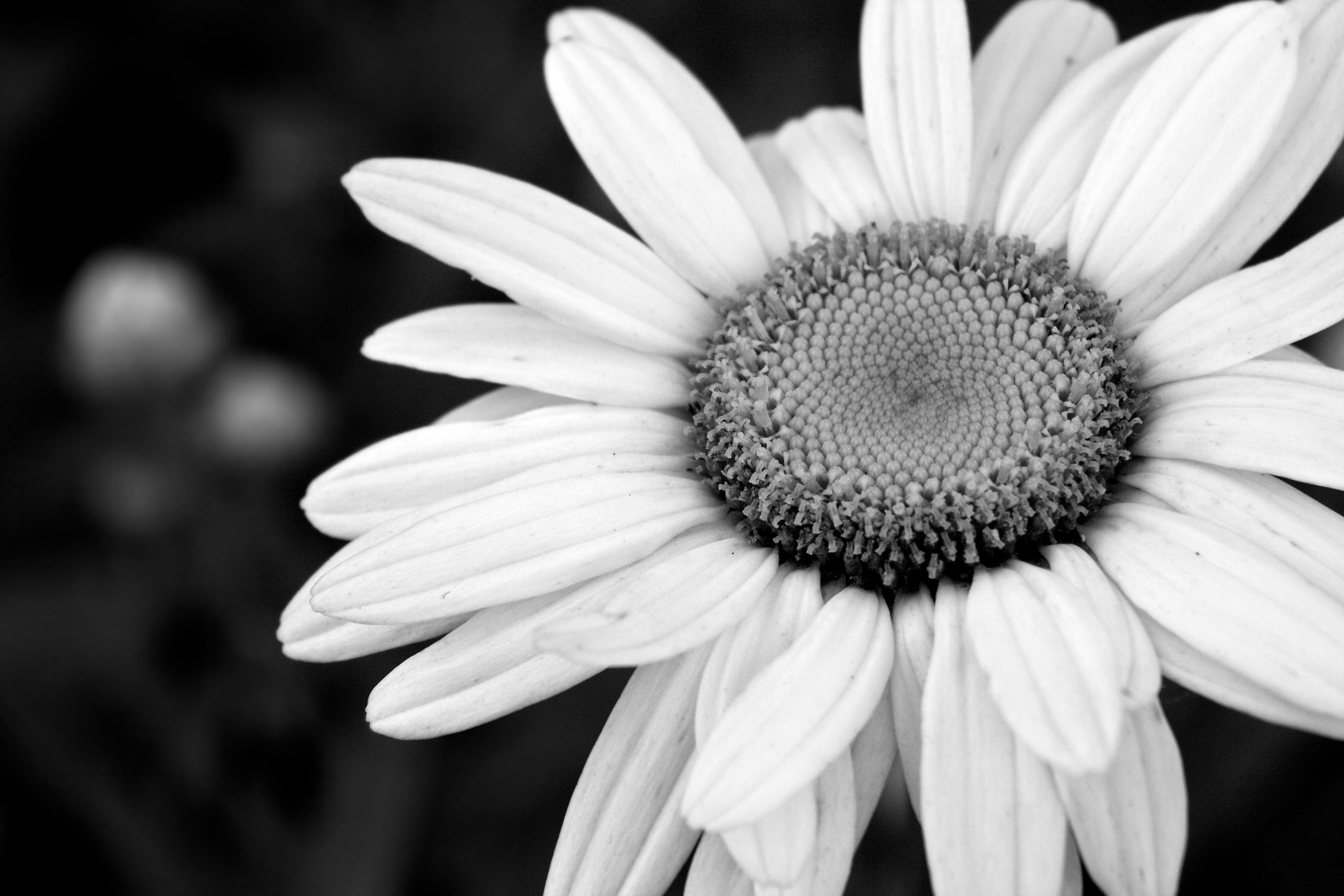 Black And White Daisy Tumblr Wallpapers - Wallpaper Cave