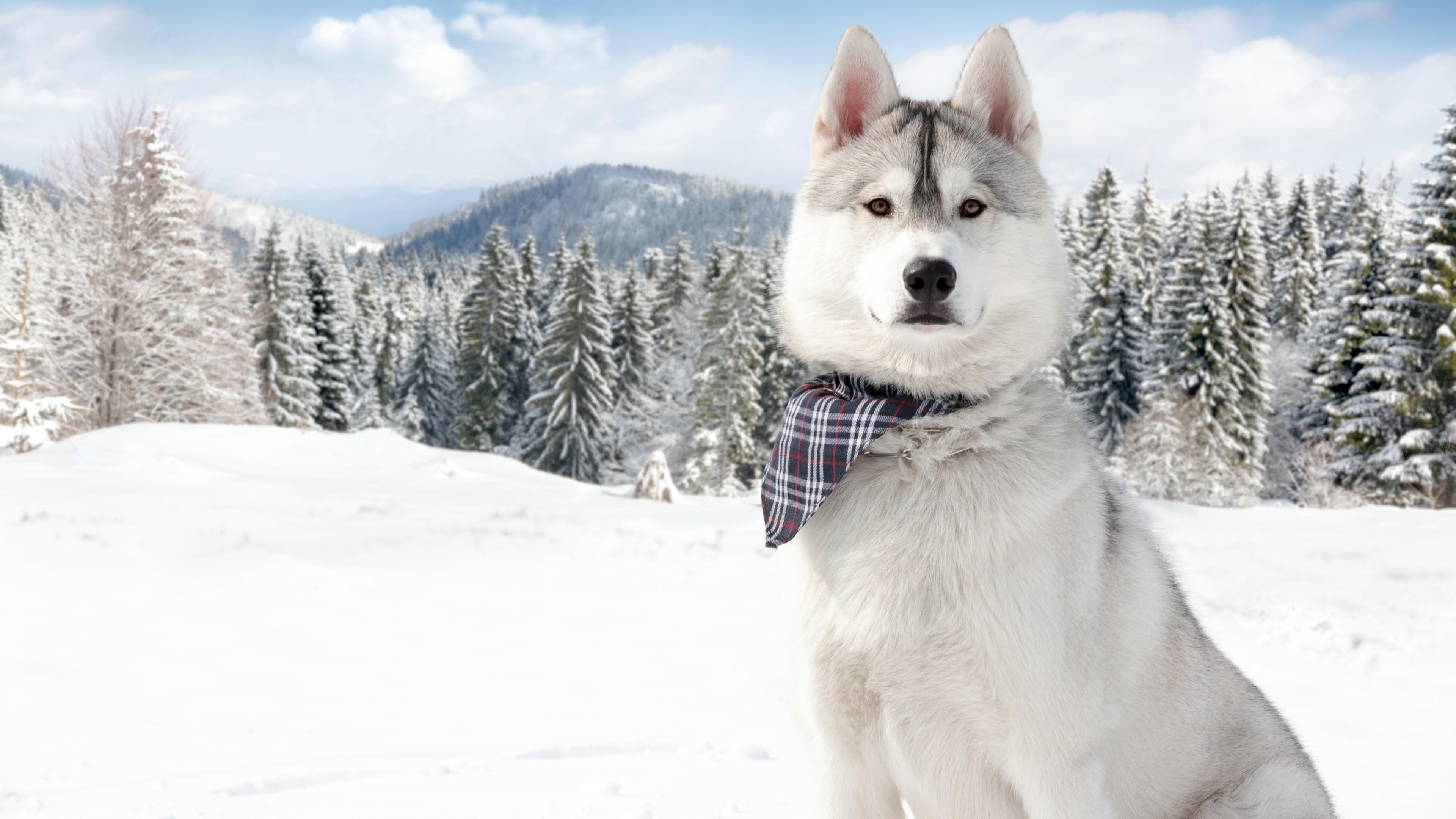 Wallpaper Huskies, Dog, puppy, snow, forest, winter, white, animal, pet, , Animals