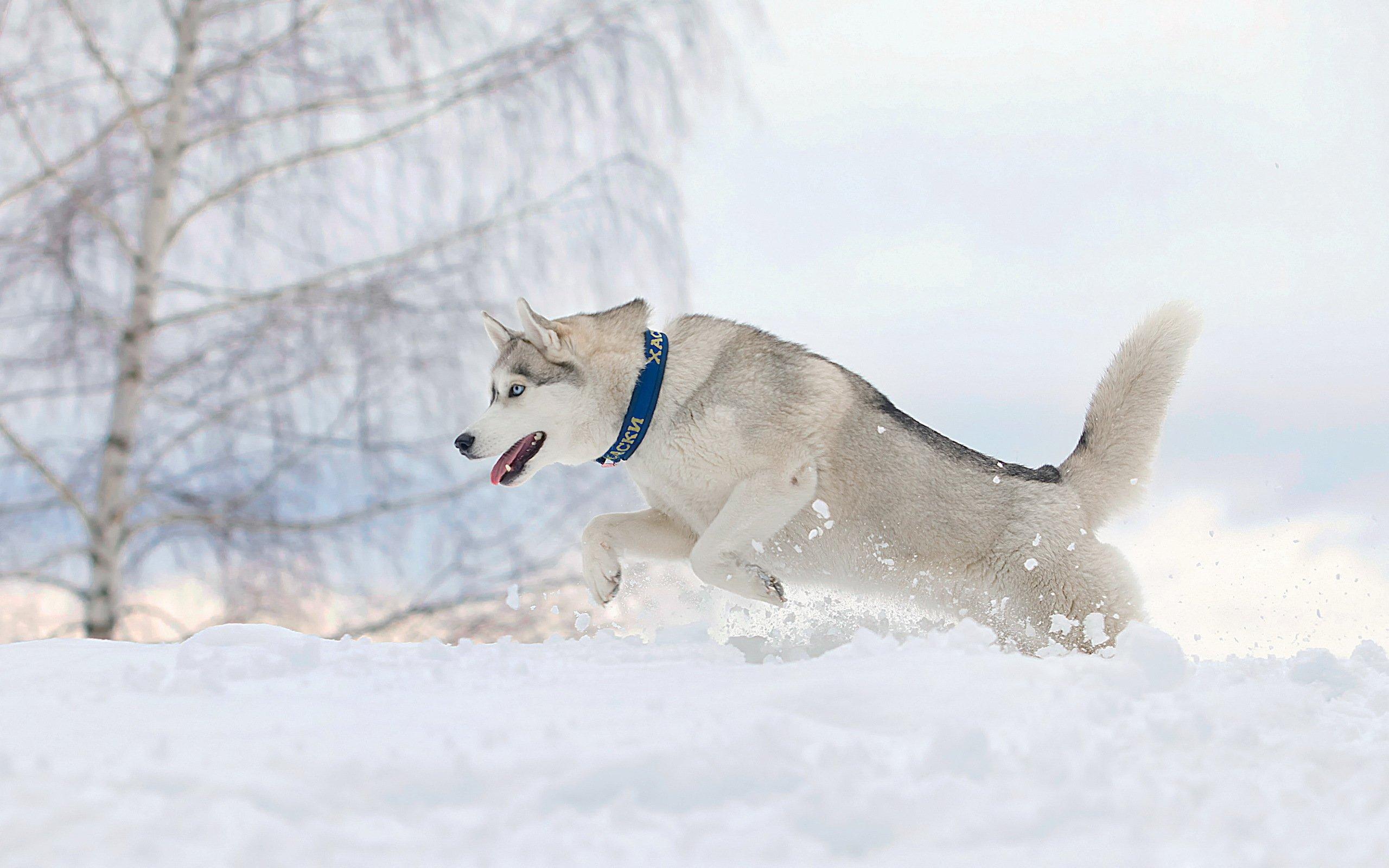 Dog running snow winter husky wallpaperx1600