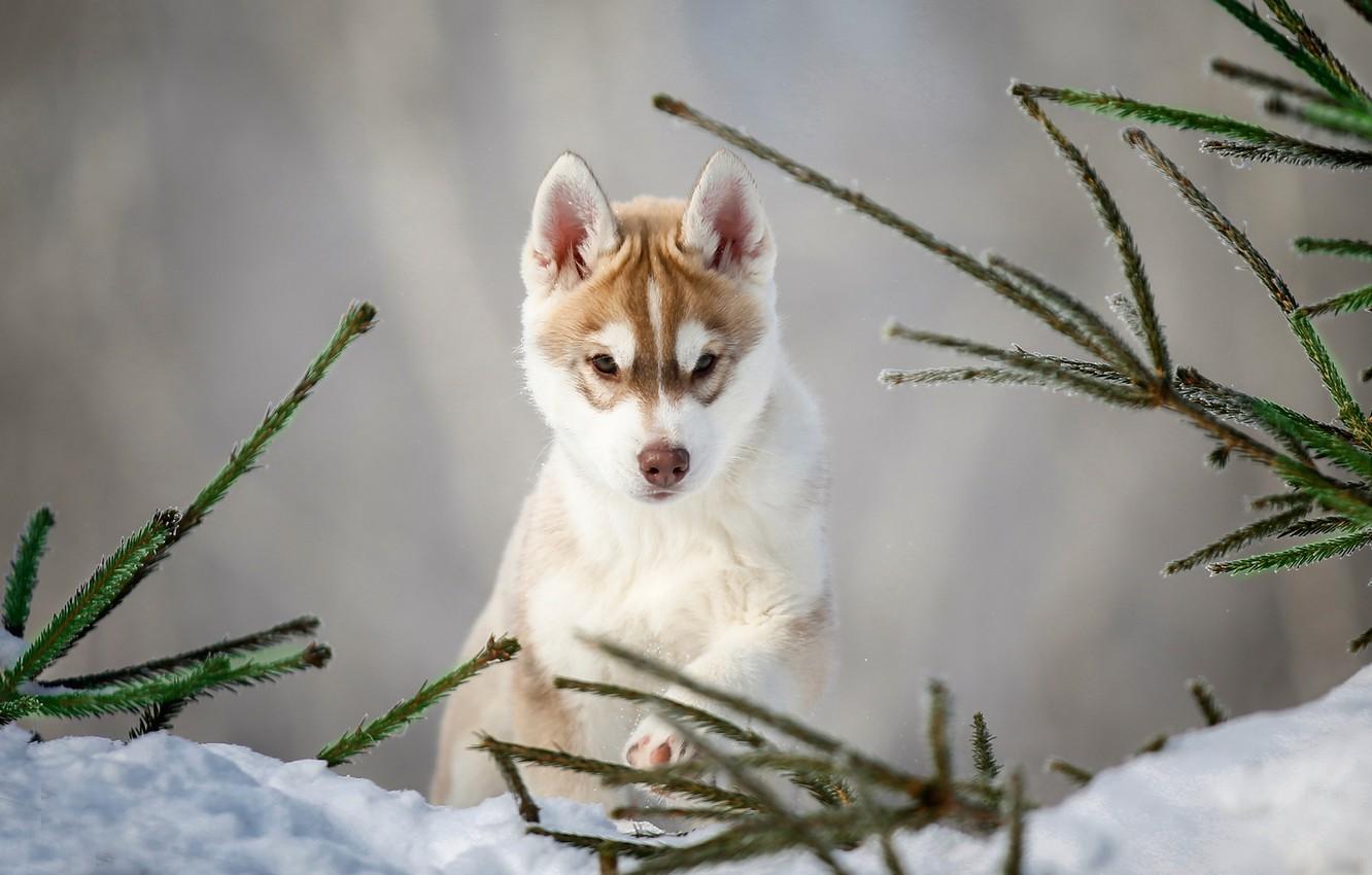 Wallpaper snow, branches, dog, puppy, Husky image