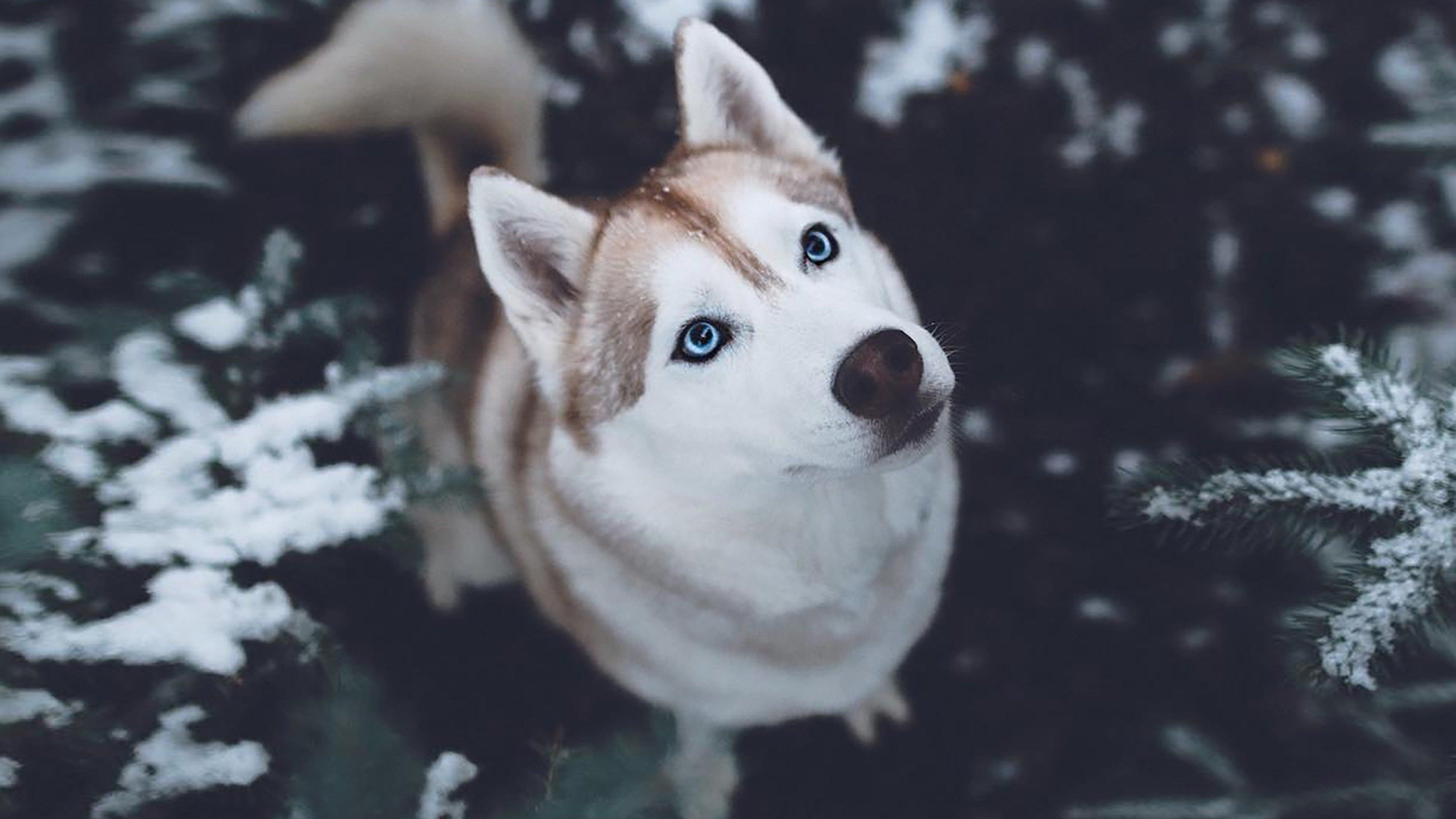 Husky Winter Blue Eyes [3840x2160]