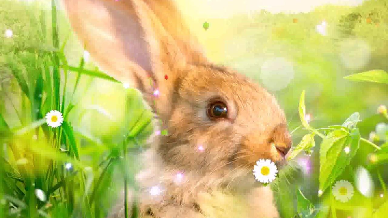 Samsung Theme Live Wallpapercute Easter Bunny