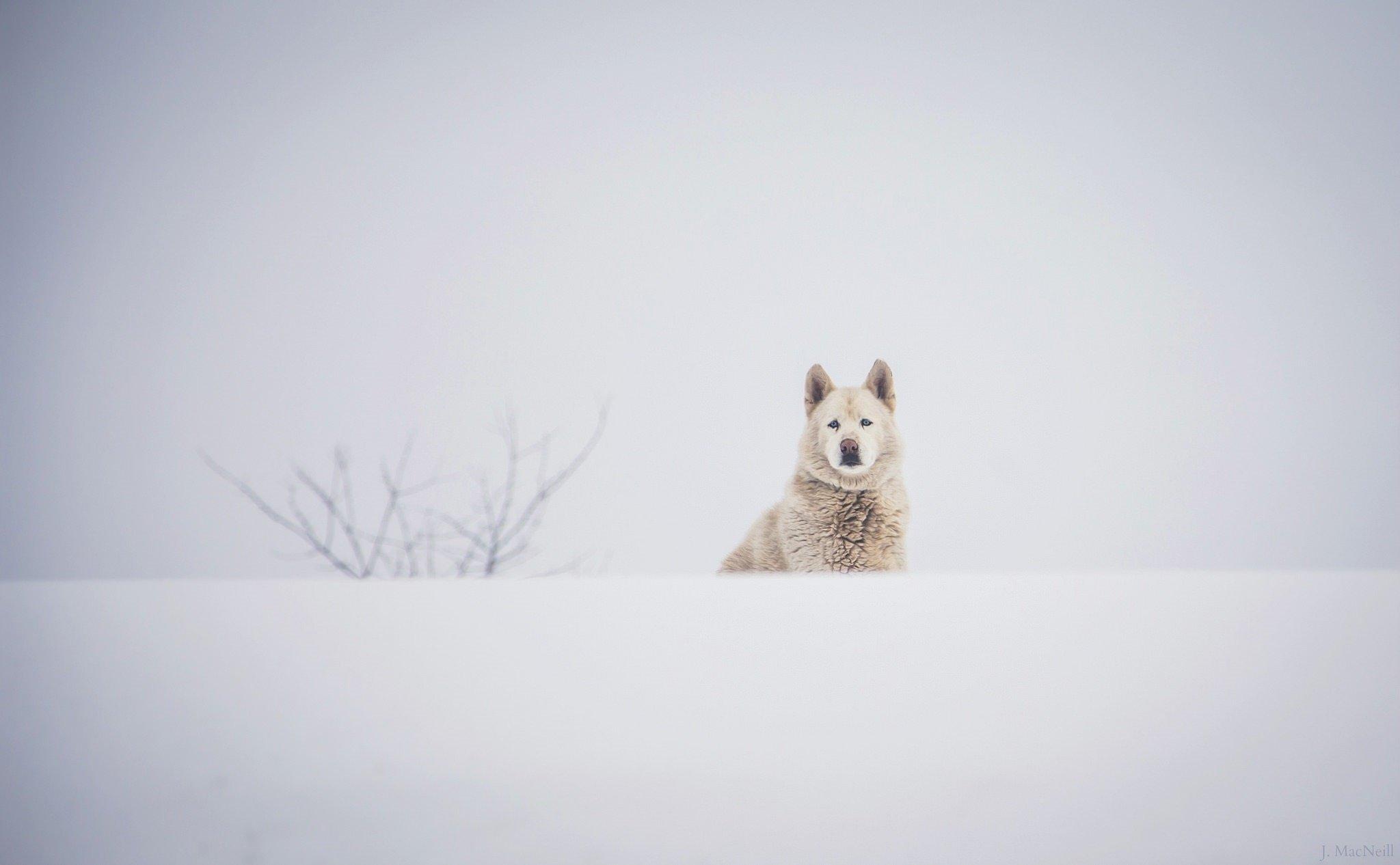 dog, Muzzle, Winter, Snow, White, Husky Wallpaper HD