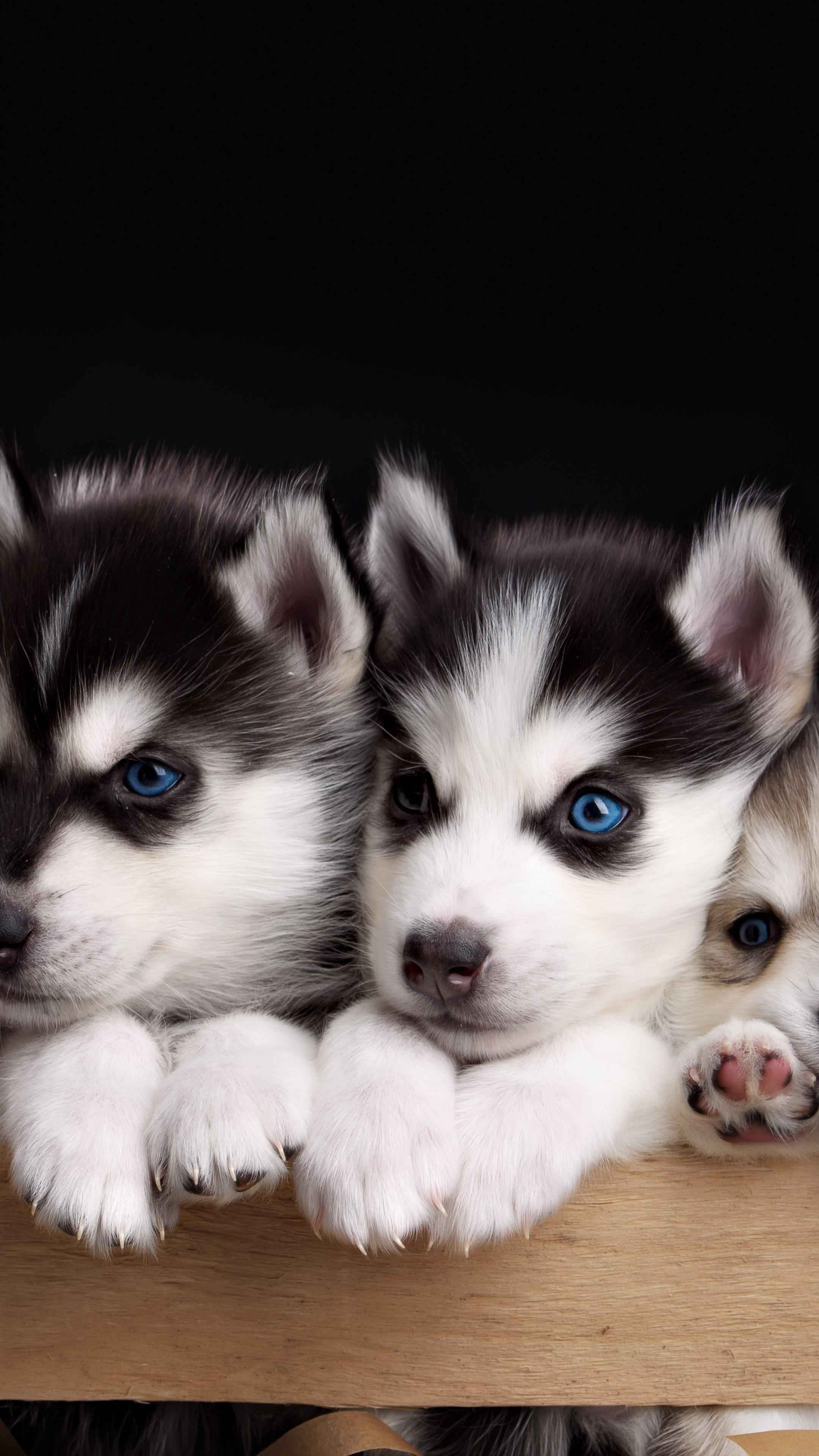 Wallpaper Husky, puppy, cute animals, 4k, Animals