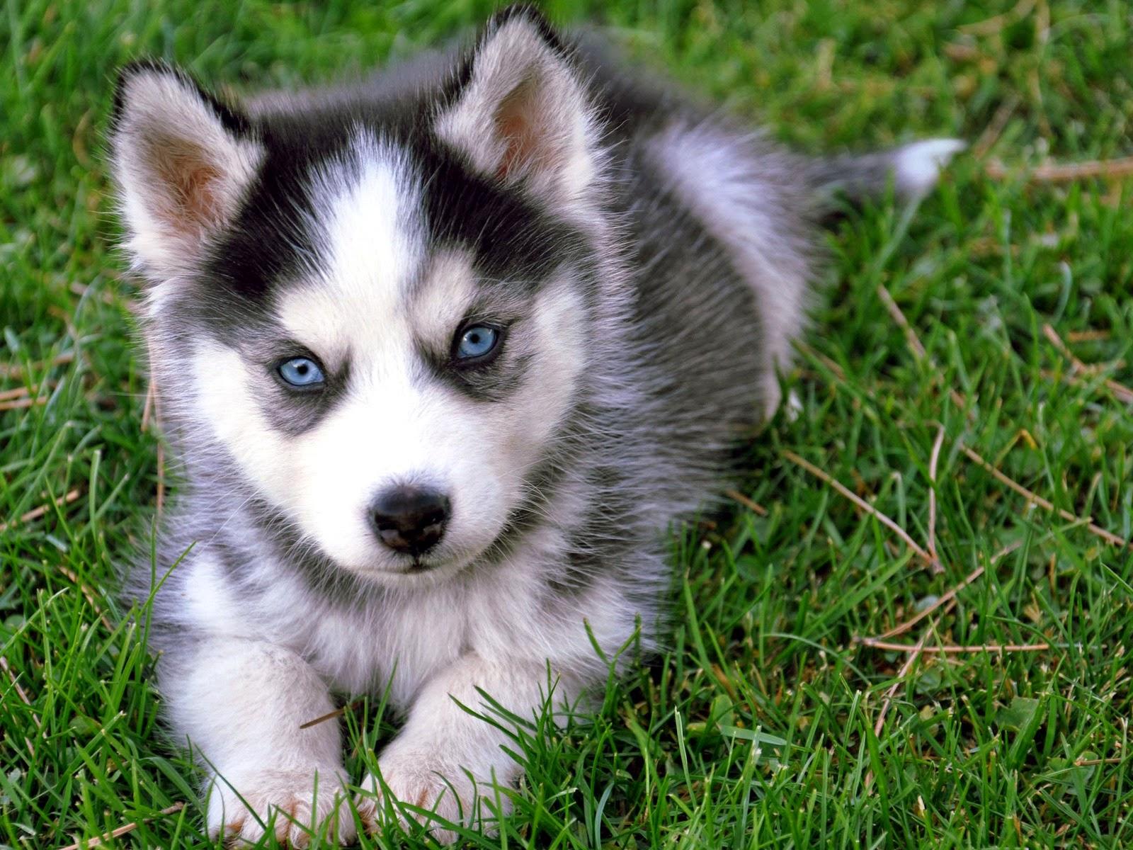 LoL Picture Collection: Siberian husky puppies