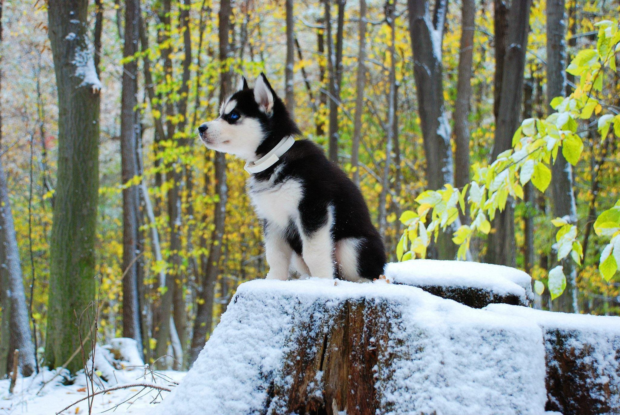 Siberian Husky sitting on rock covered by snow HD wallpaper