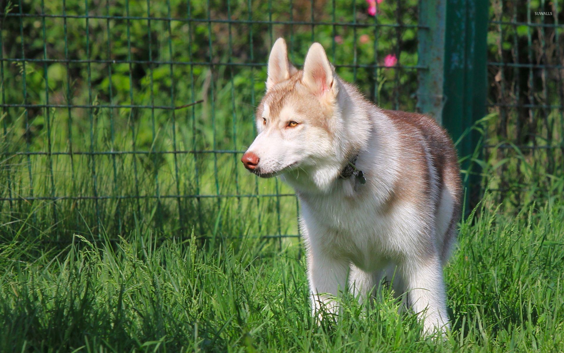 Brown husky on the grass wallpaper wallpaper