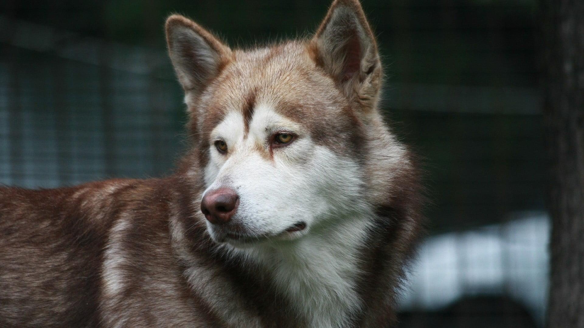 Adult brown and white Alaskan malamute, dog, Siberian Husky